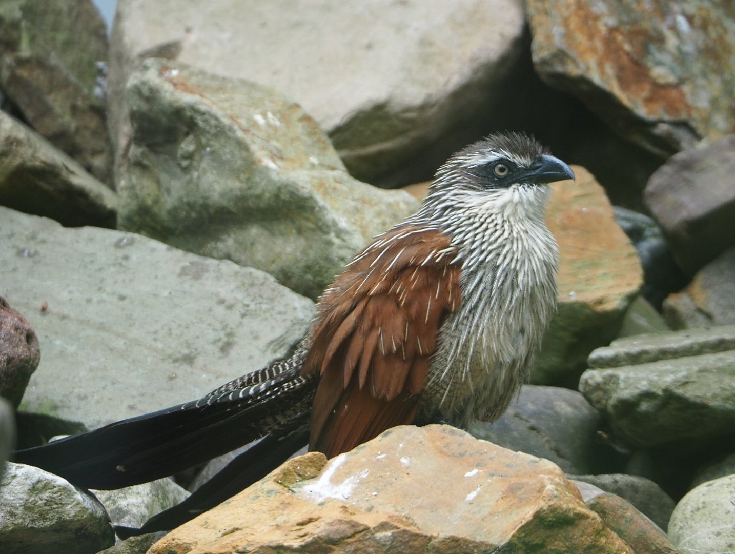 White-browed coucal (Centropus superciliosus), 2022-05-17