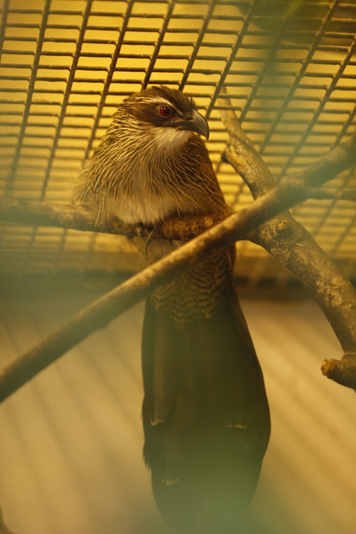 White-browed coucal (Centropus superciliosus)