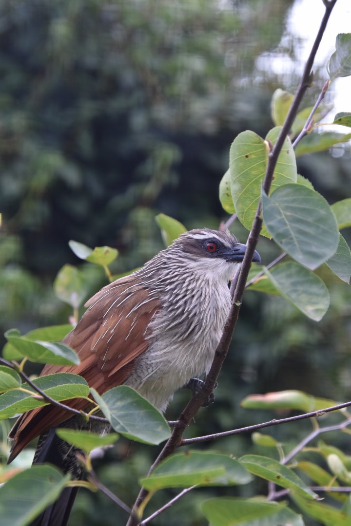 White-browed coucal (Centropus superciliosus)