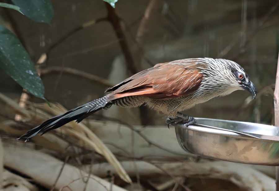White-browed coucal (Centropus superciliosus)