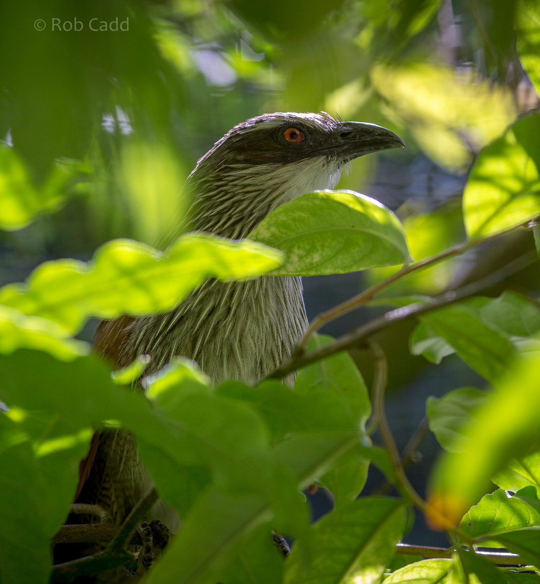 White-browed coucal : Cotswold WP : 19 Jul 2015