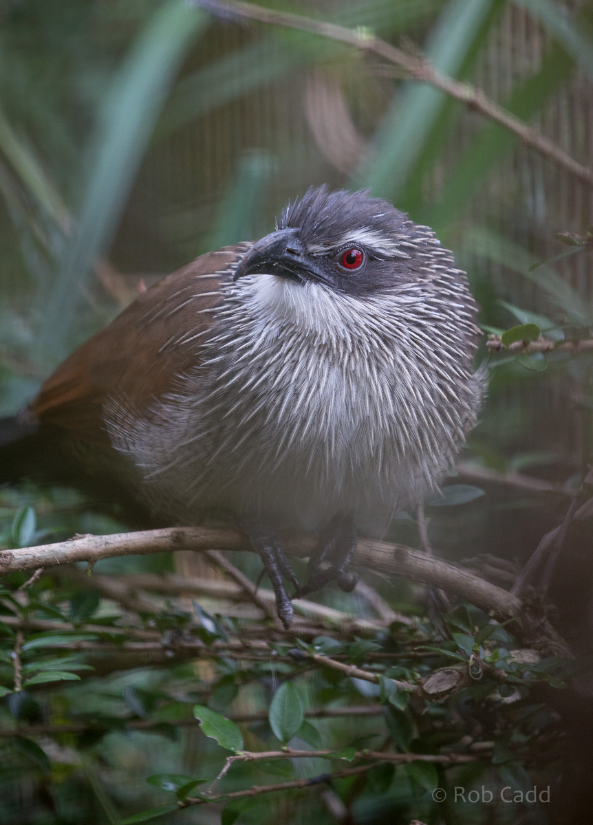 White-browed coucal : Cotswold WP : 22 Nov 2015
