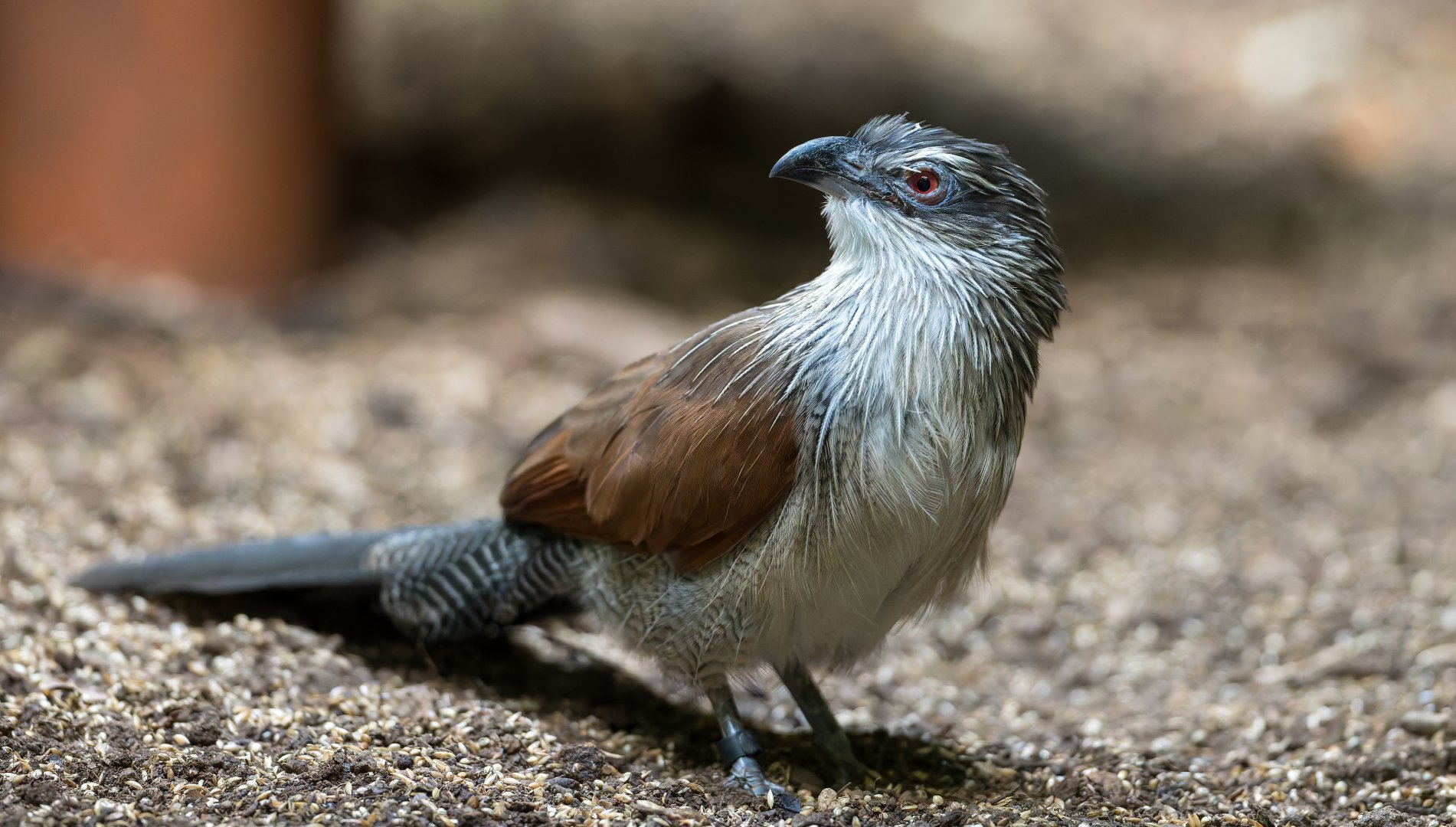White browed Coucal, CWP, UK