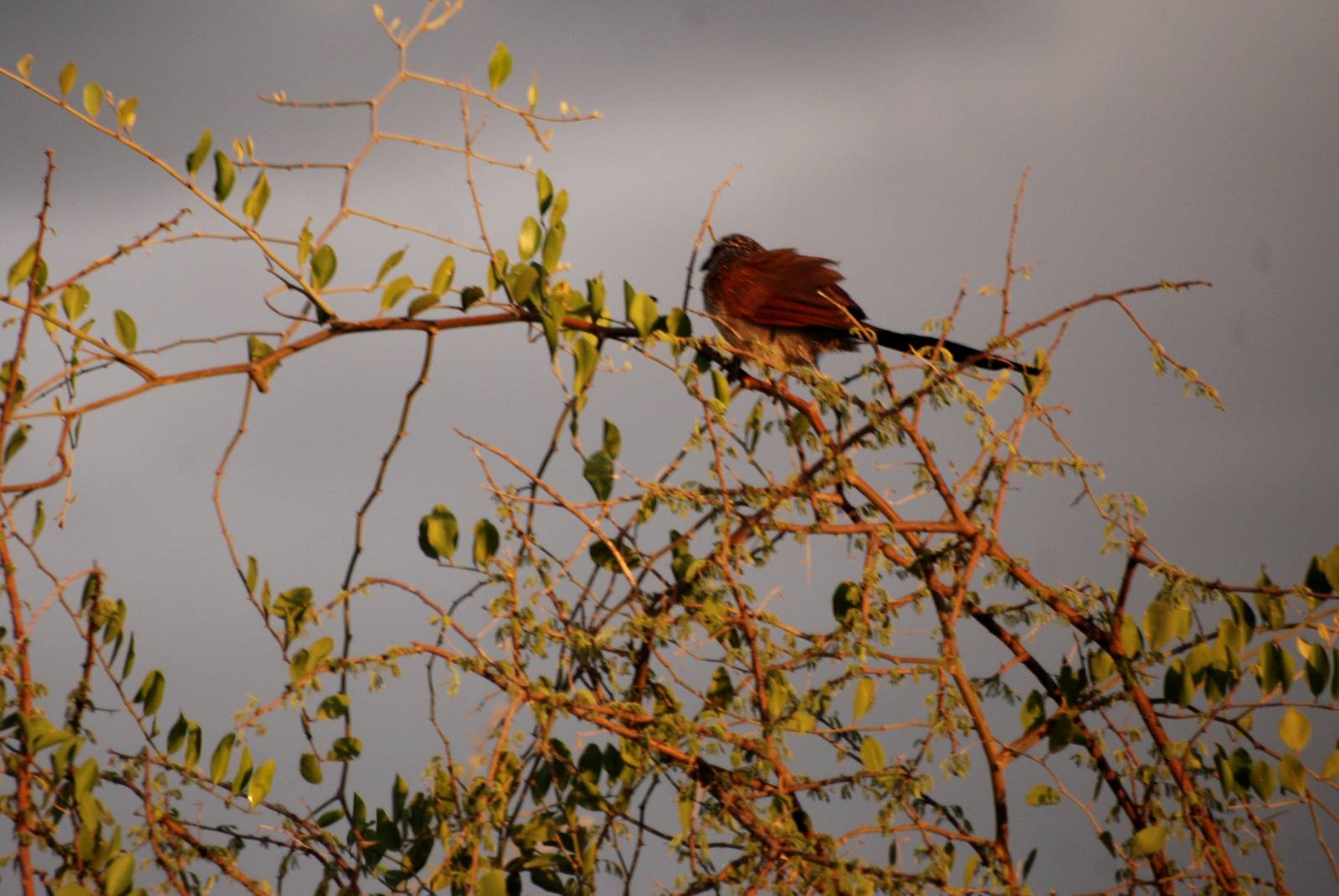White-browed Coucal in Awash NP, 11/10/14