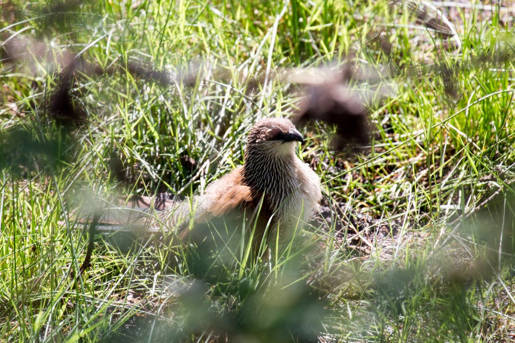 White-browed Coucal