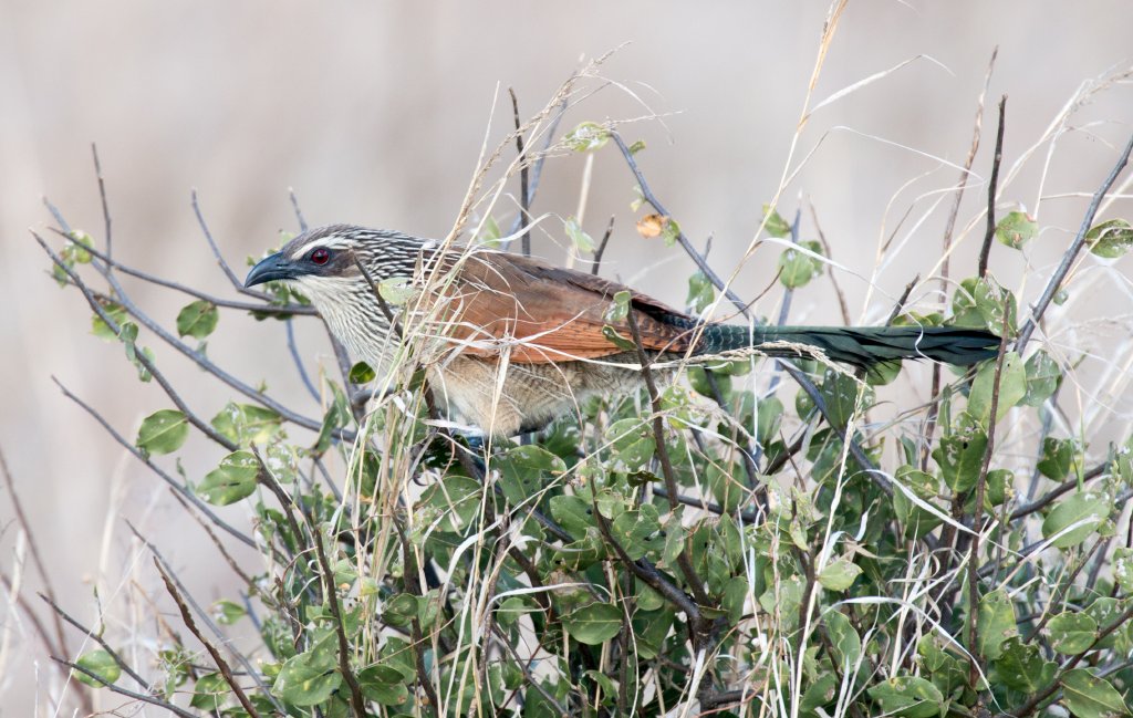 White-browed Coucal