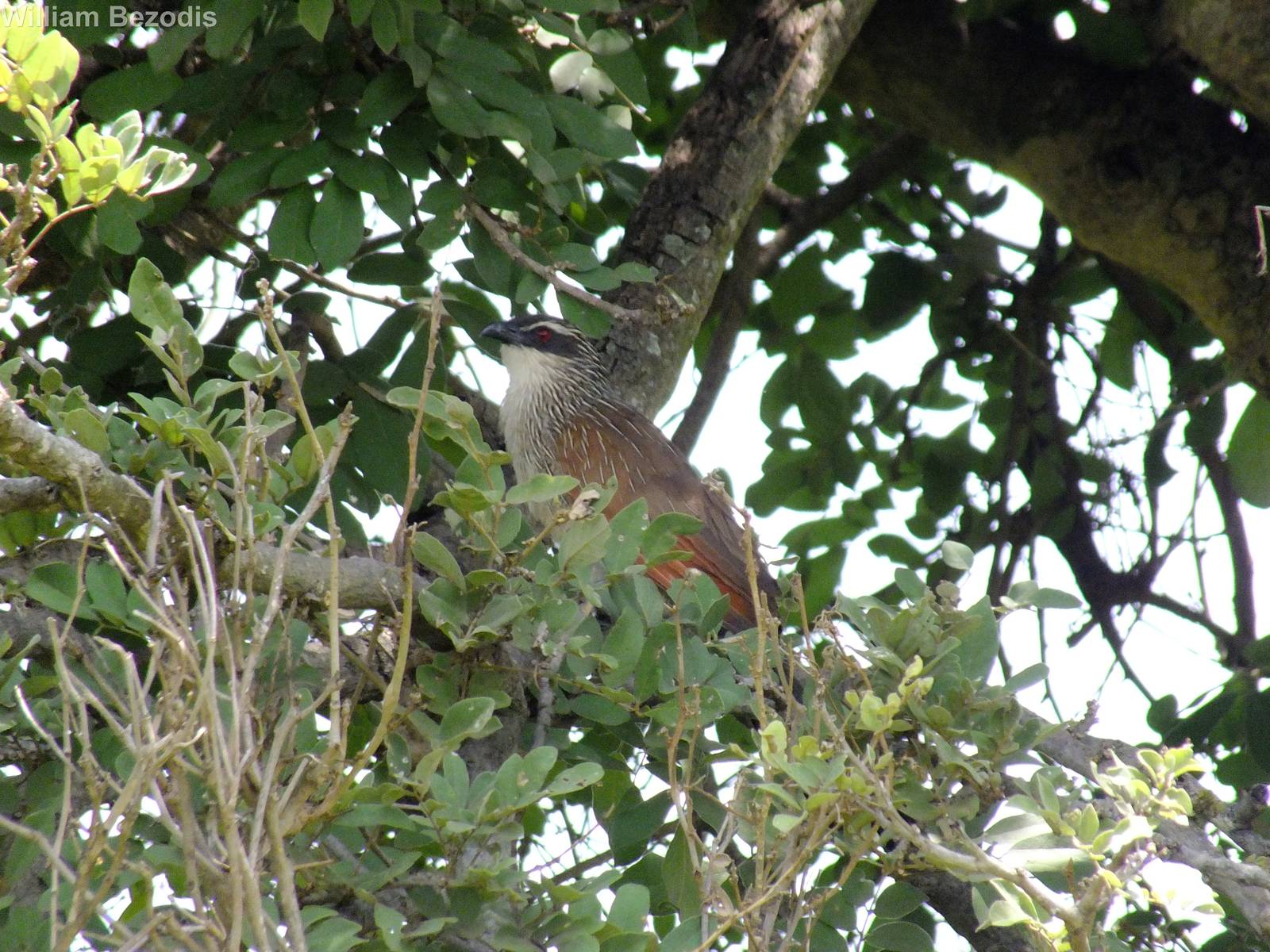 White-browed Coucal