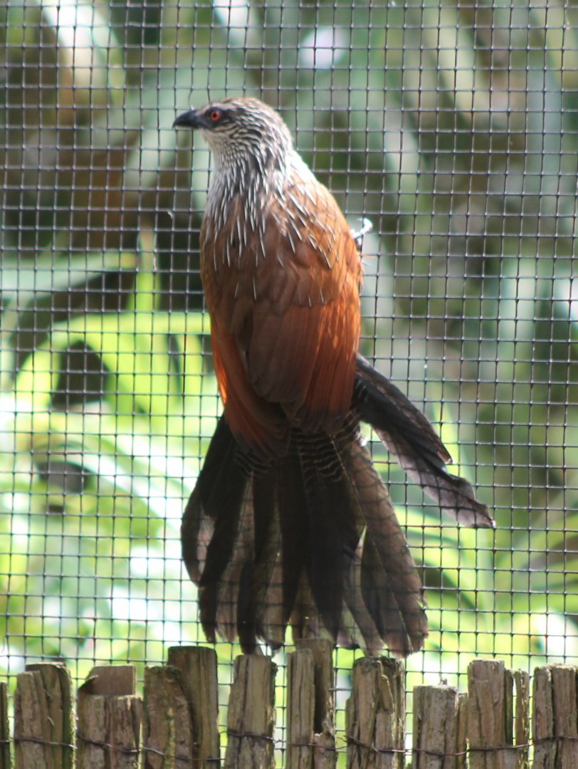 White-browed Coucal