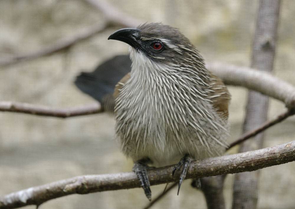 White-browed coucal