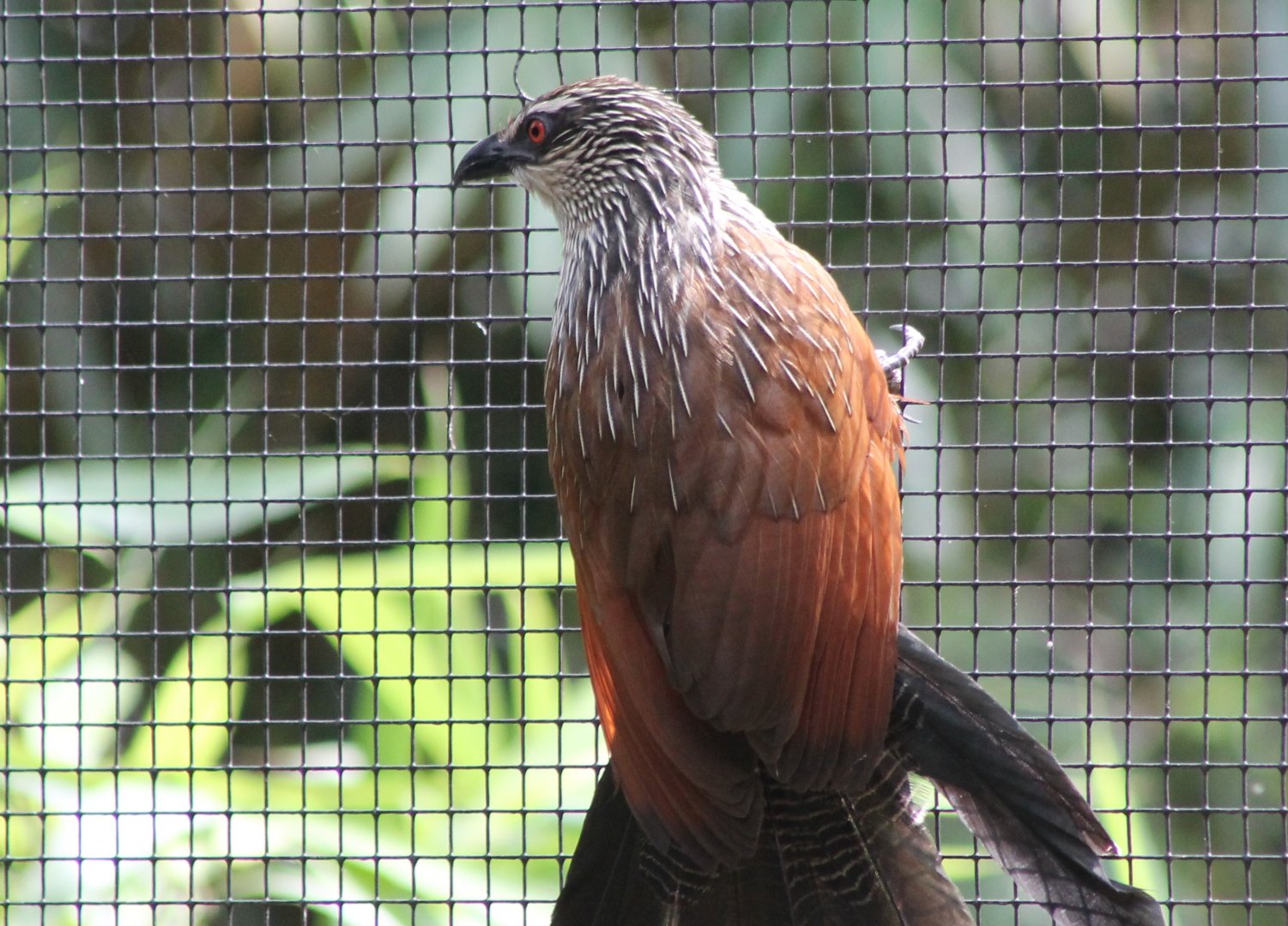 White-browed coucal