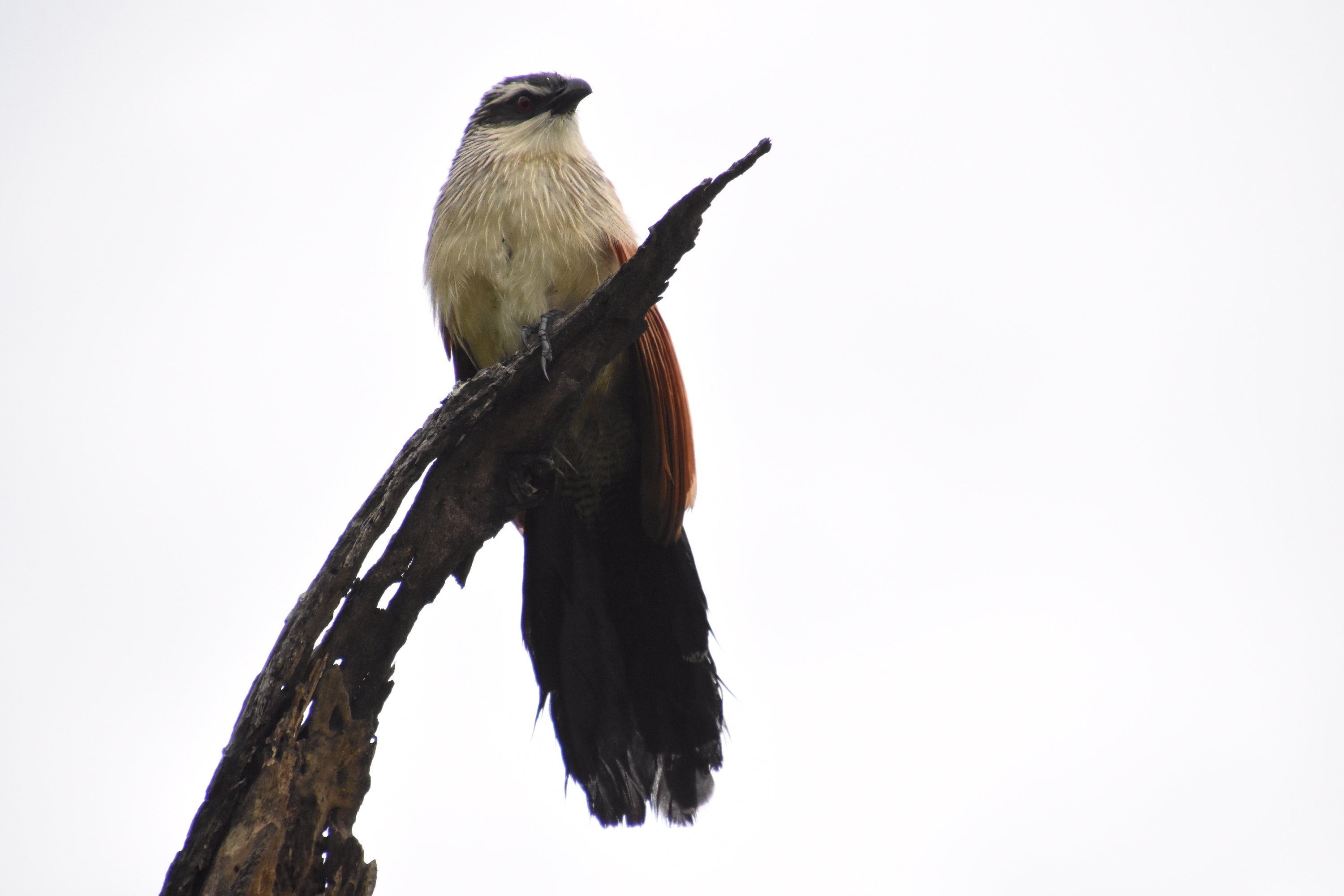 White-browed coucal