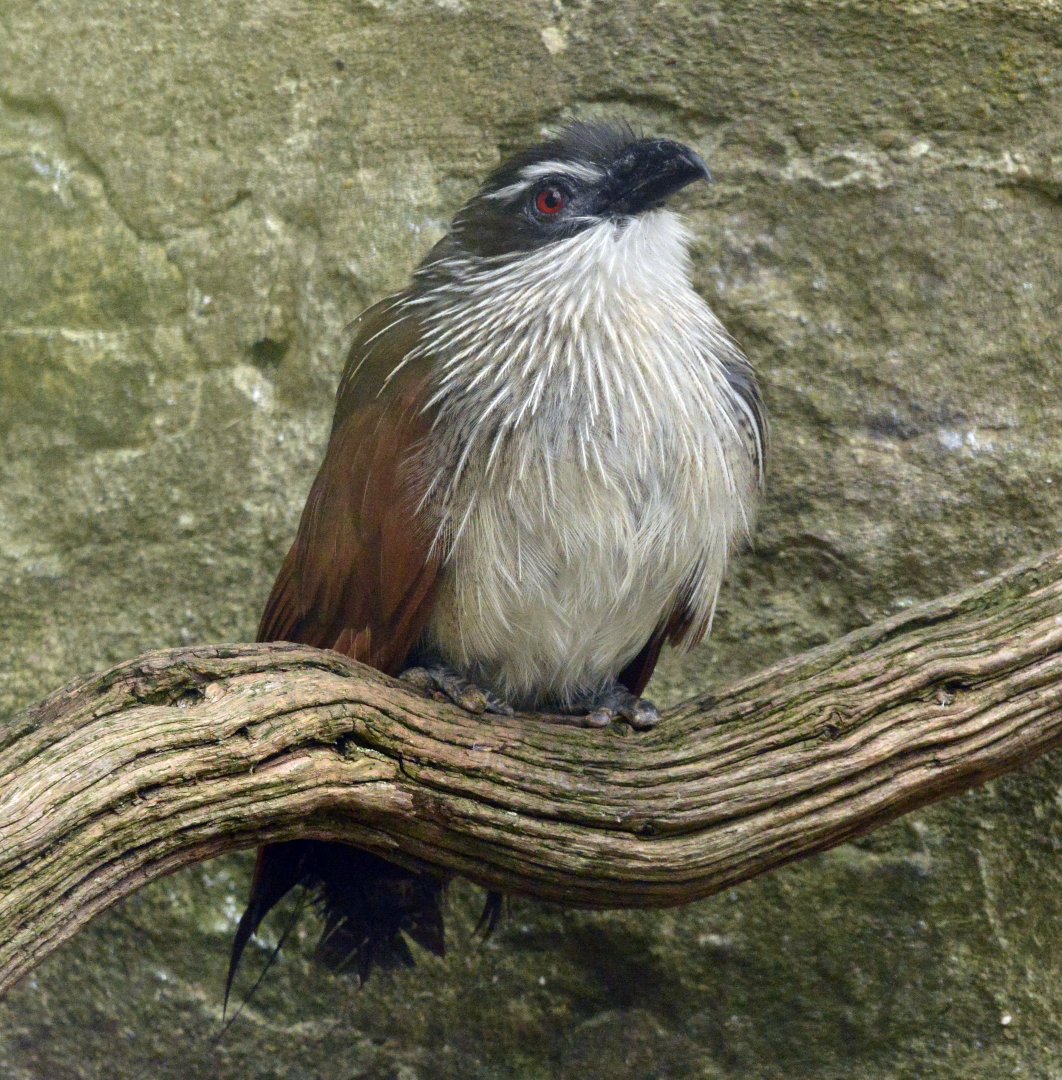 White browed coucal