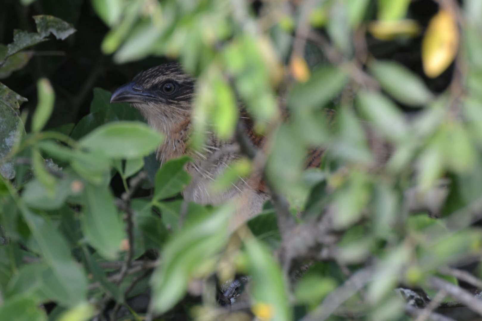 White-browed Coucal