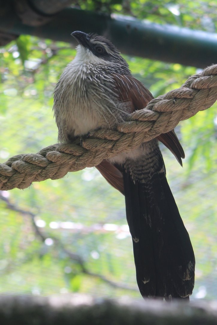 White-browed coucal