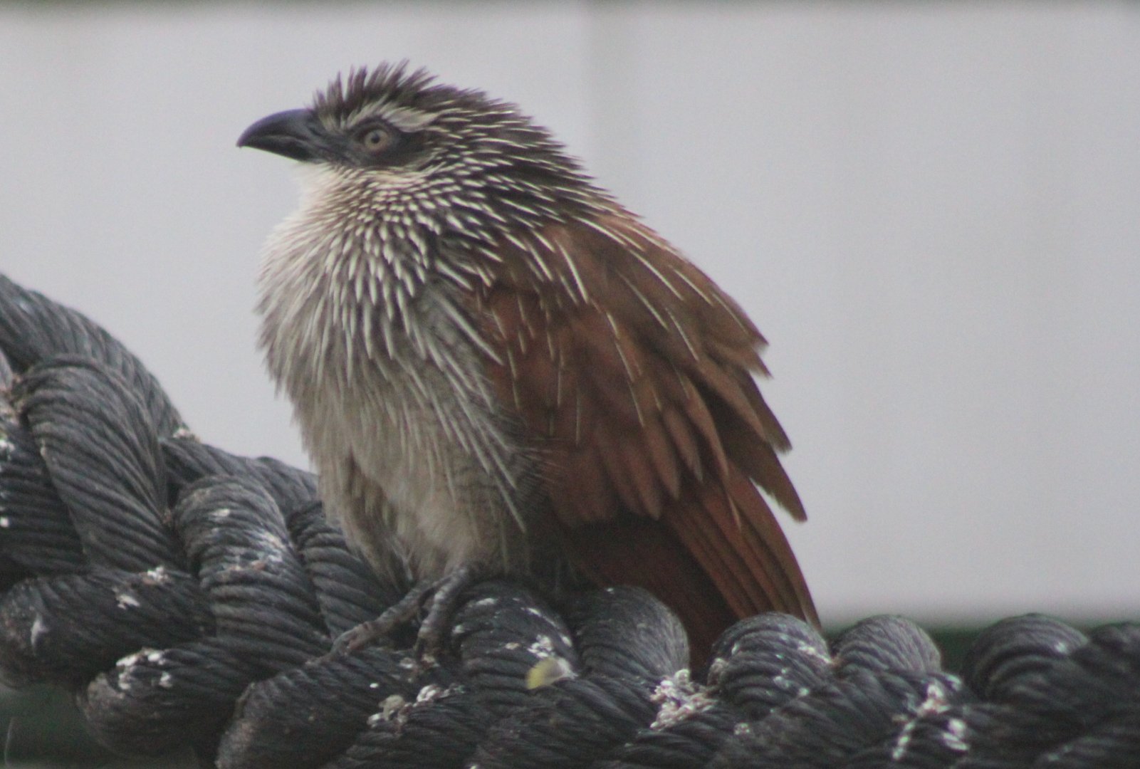 White-browed coucal