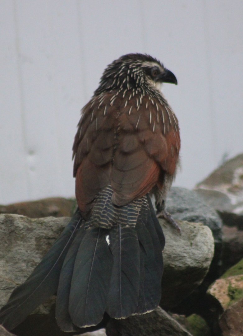 White-browed coucal