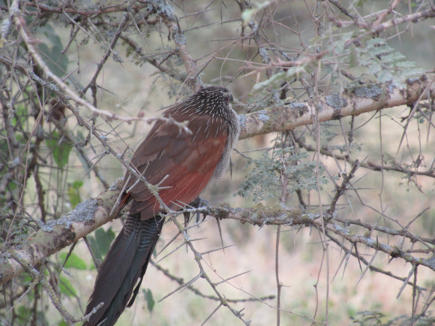 White-browed Coucal