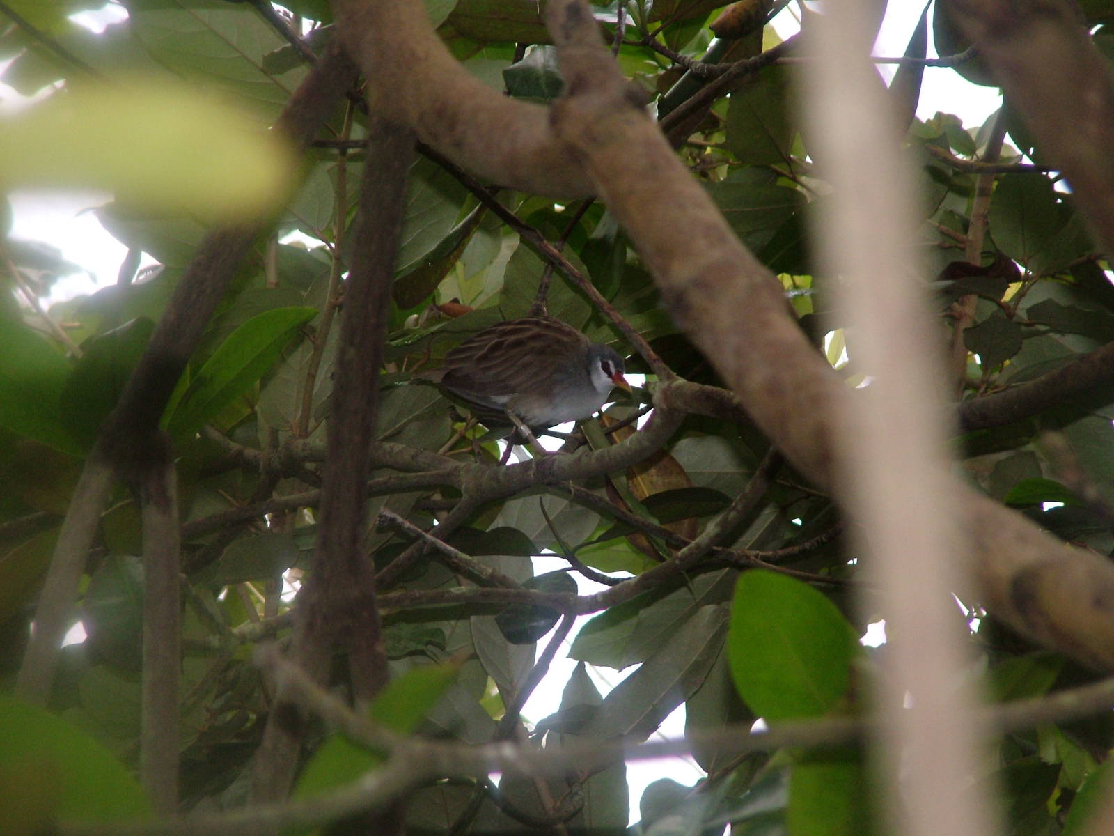 White-browed Crake in Burgers Mangrove at Burgers Zoo Arnhem, 29/08/10