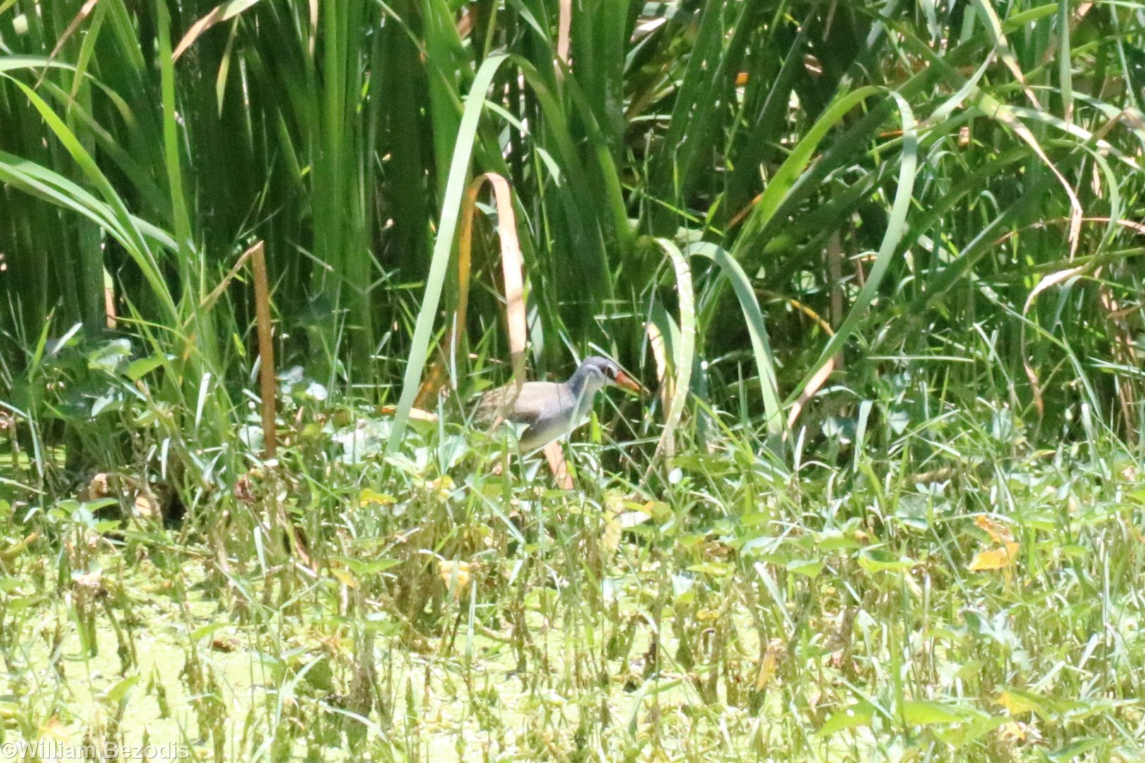 White-browed Crake - Muang Boran Fishponds