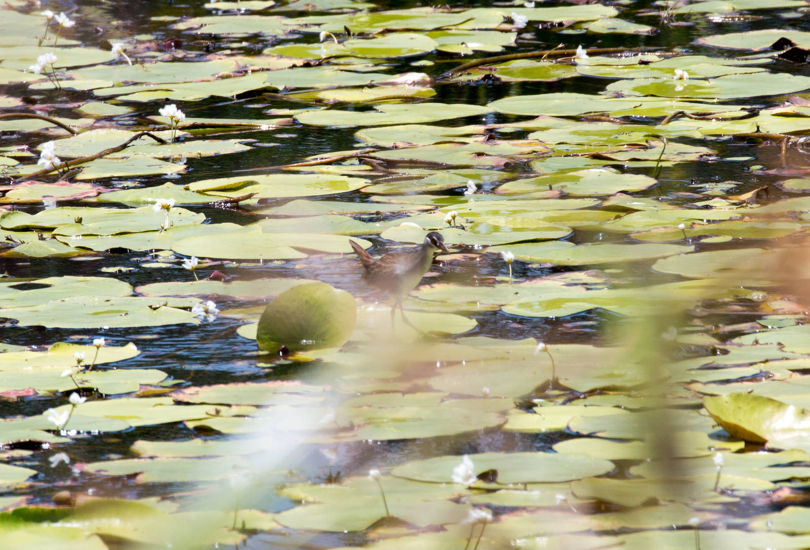 White-browed Crake