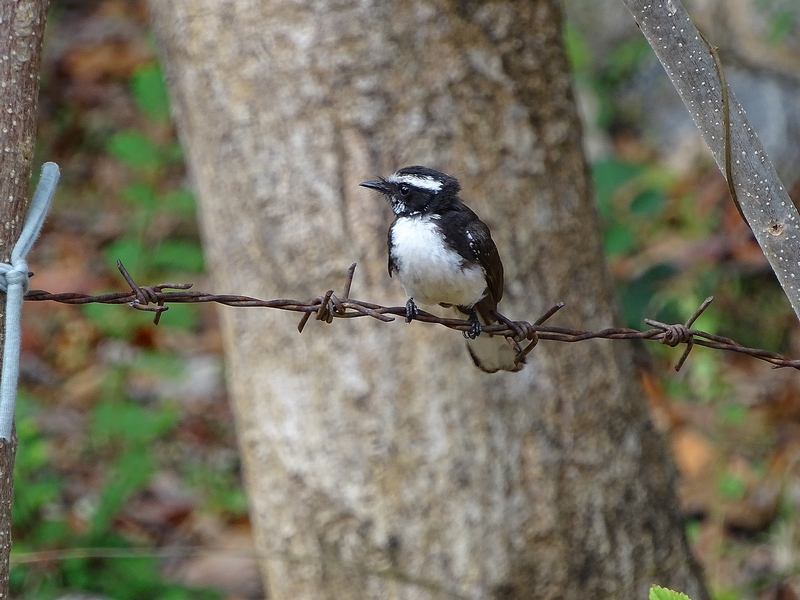 White-browed fantail