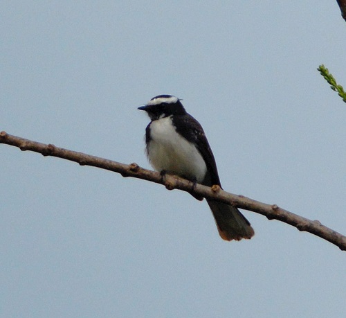 White-browed fantail
