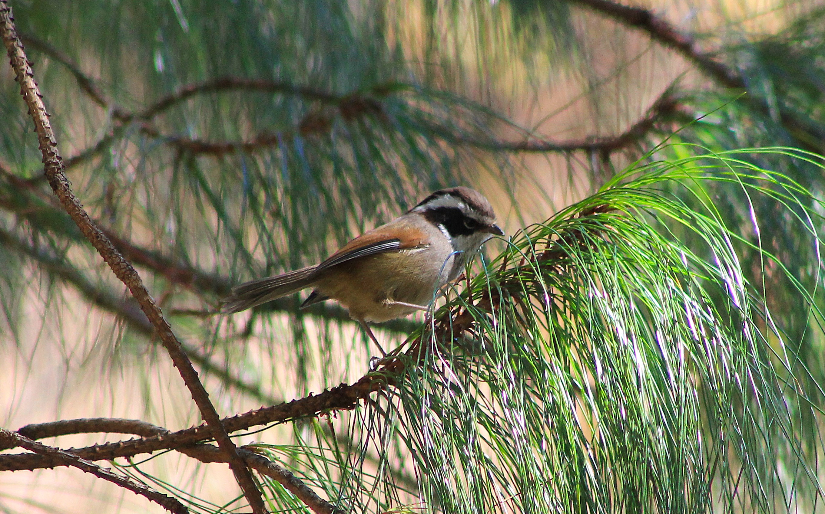 White-browed Fulvetta (Fulvetta vinipectus)