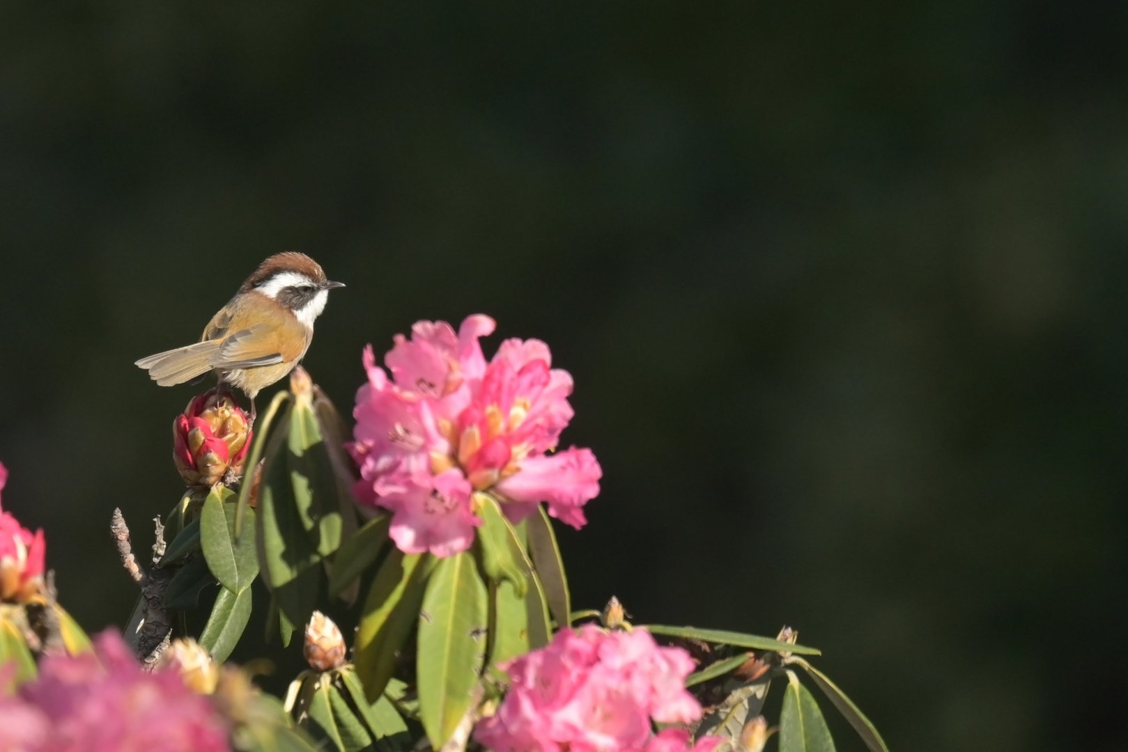 White-browed Fulvetta Fulvetta vinipectus