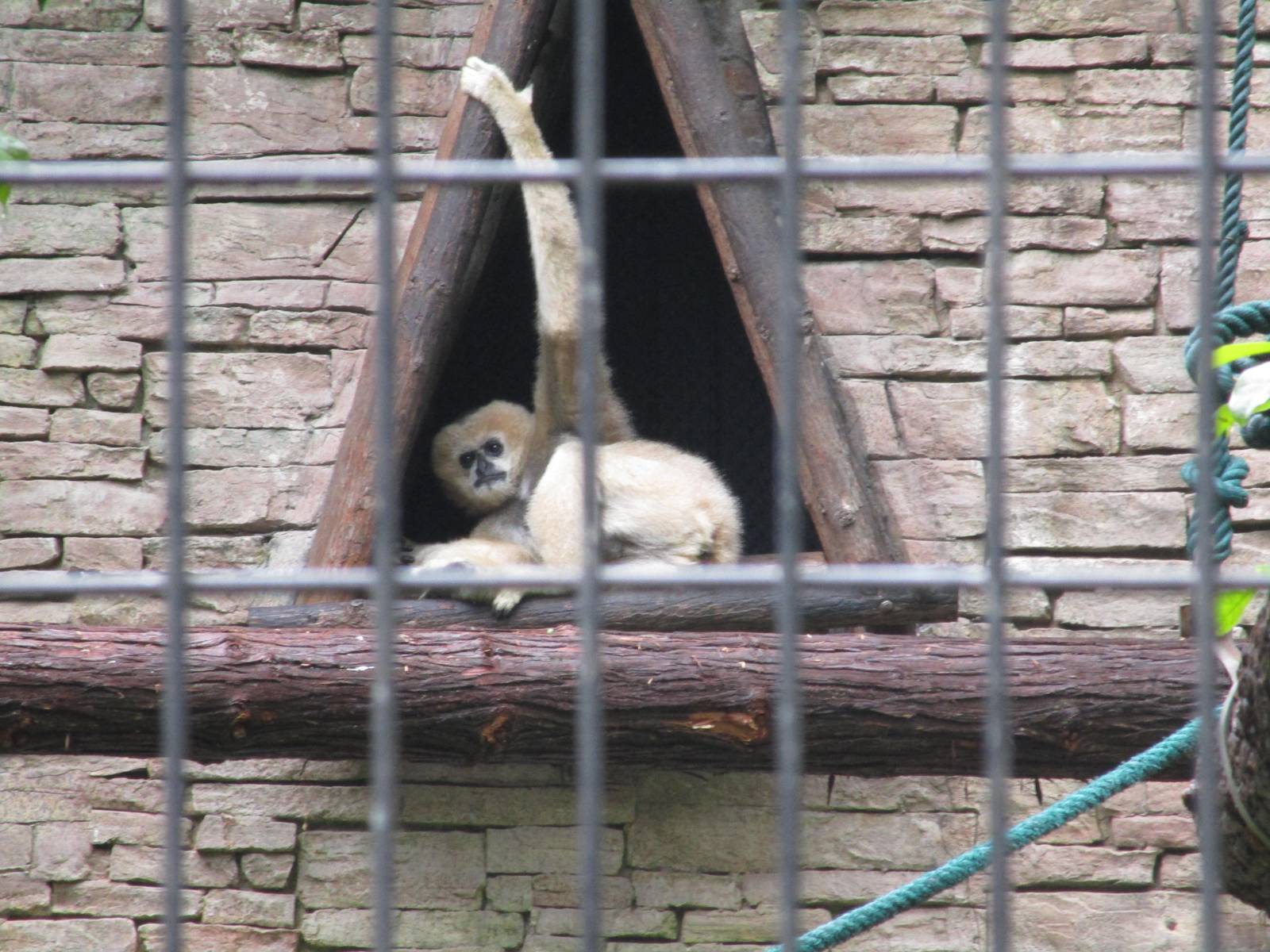 White-browed Gibbon - 16/04/2016
