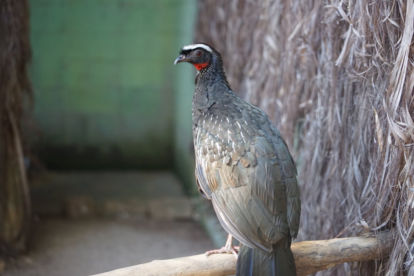 White-browed Guan