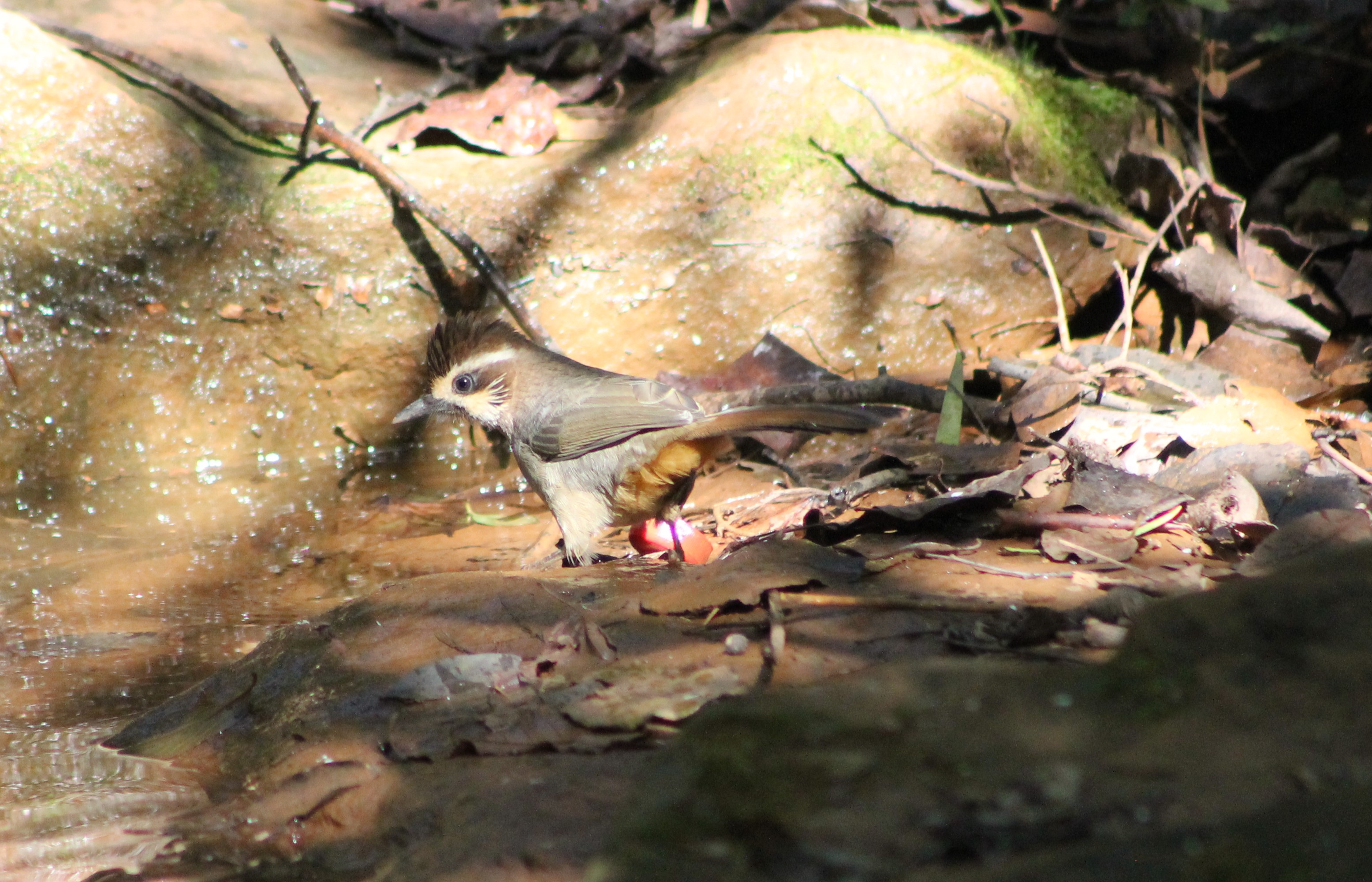 White-browed Laughing Thrush (Pterorhinus sannio)
