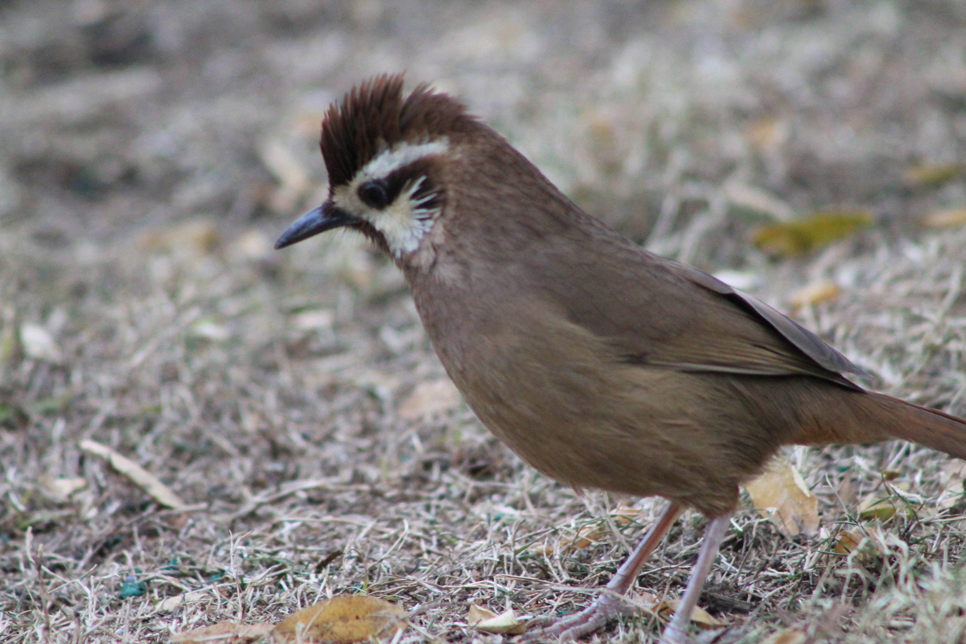 White-browed Laughing Thrush (Pterorhinus sannio)