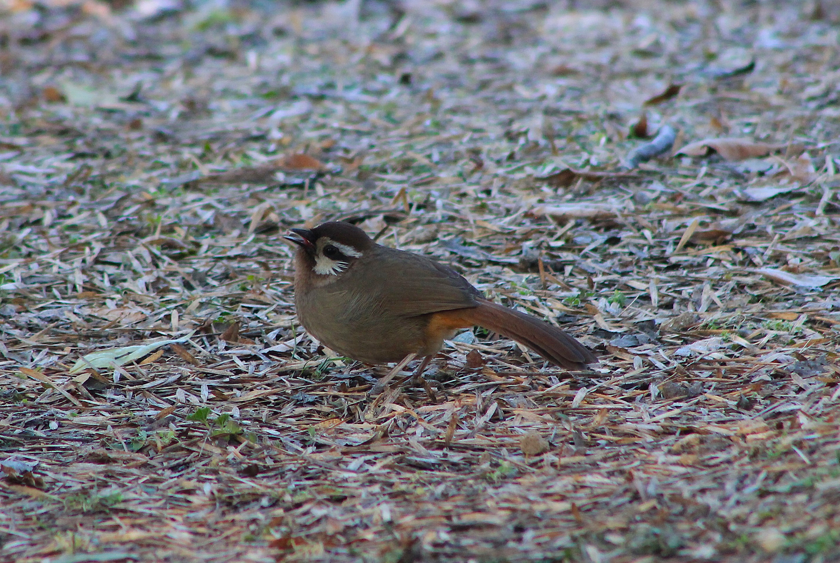 White-browed Laughing Thrush (Pterorhinus sannio)