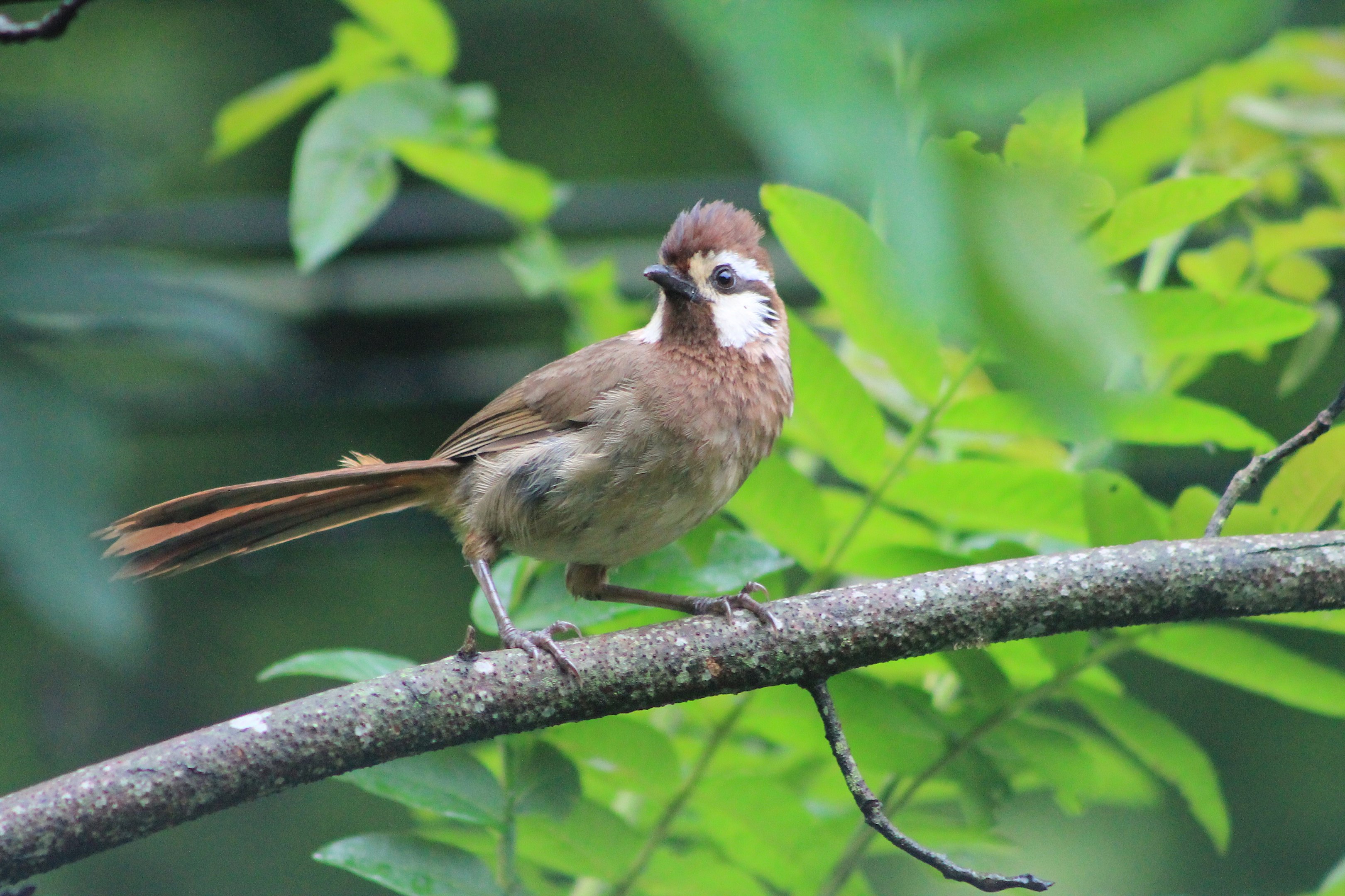 White-browed Laughing Thrush (Pterorhinus sannio)