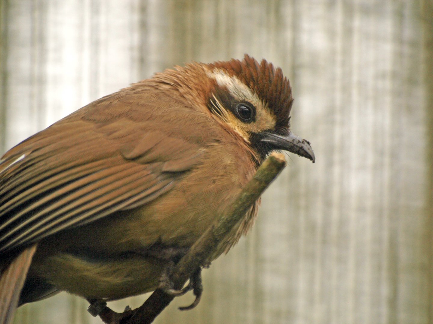 White-browed Laughing thrush
