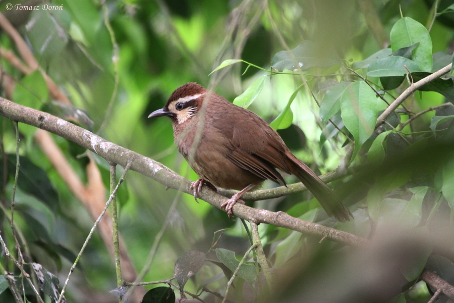 White-browed Laughingthrush (Pterorhinus sannio) May 2010