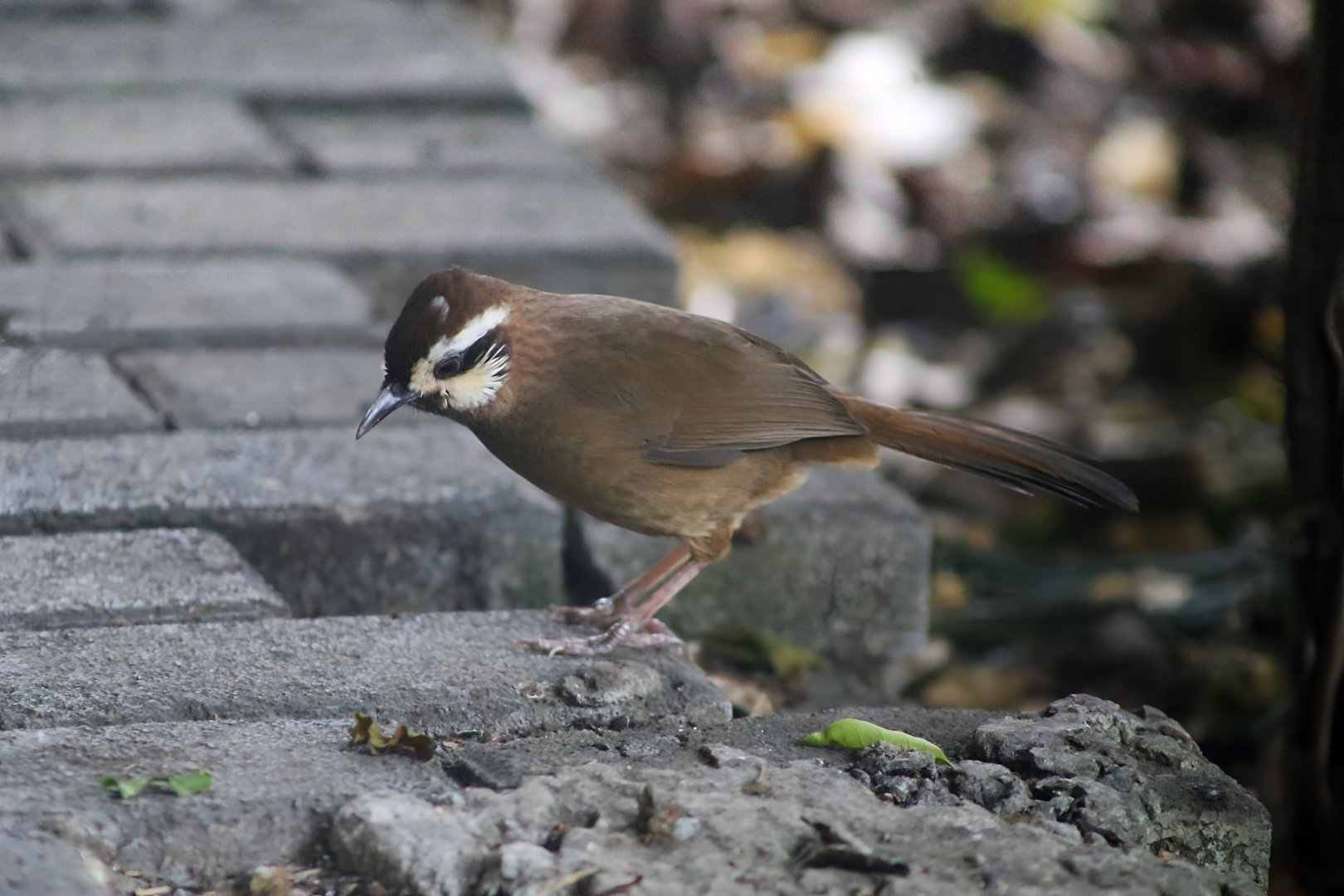 White-browed Laughingthrush (Pterorhinus sannio), Wild