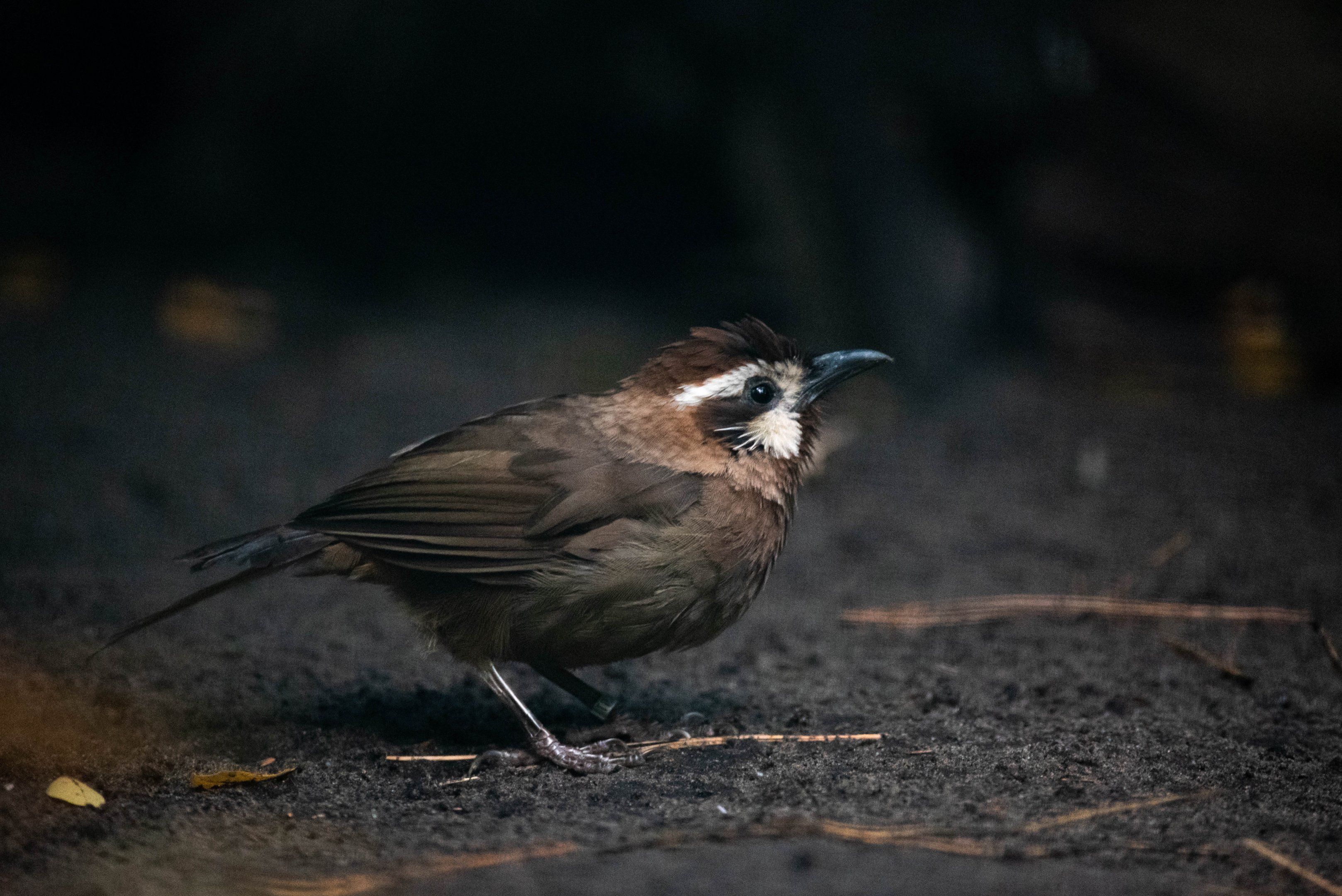 White-browed laughingthrush - Pterorhinus sannio