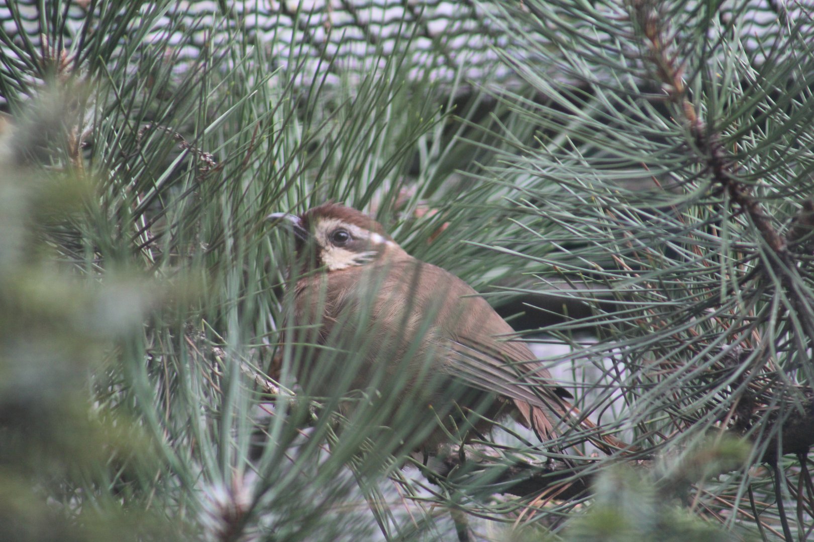 White-Browed Laughingthrush