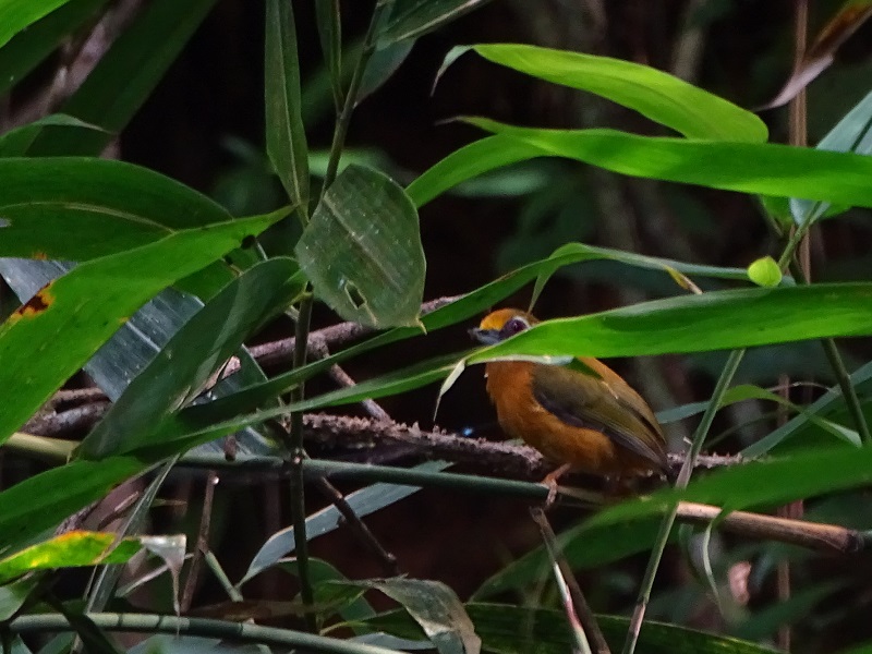 White-browed piculet (Sasia ochracea reichenowi)