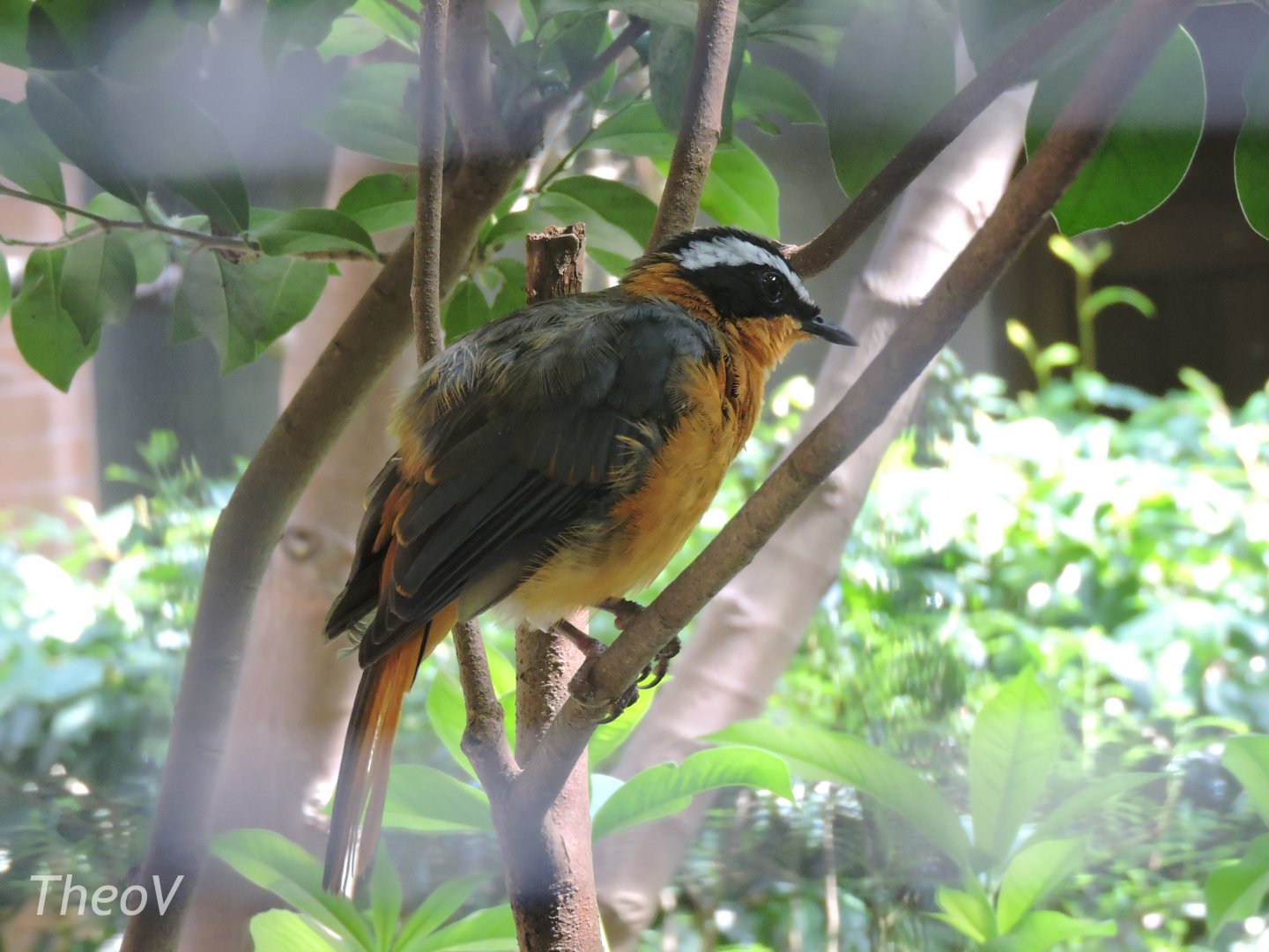 White-browed robin-chat [2016]