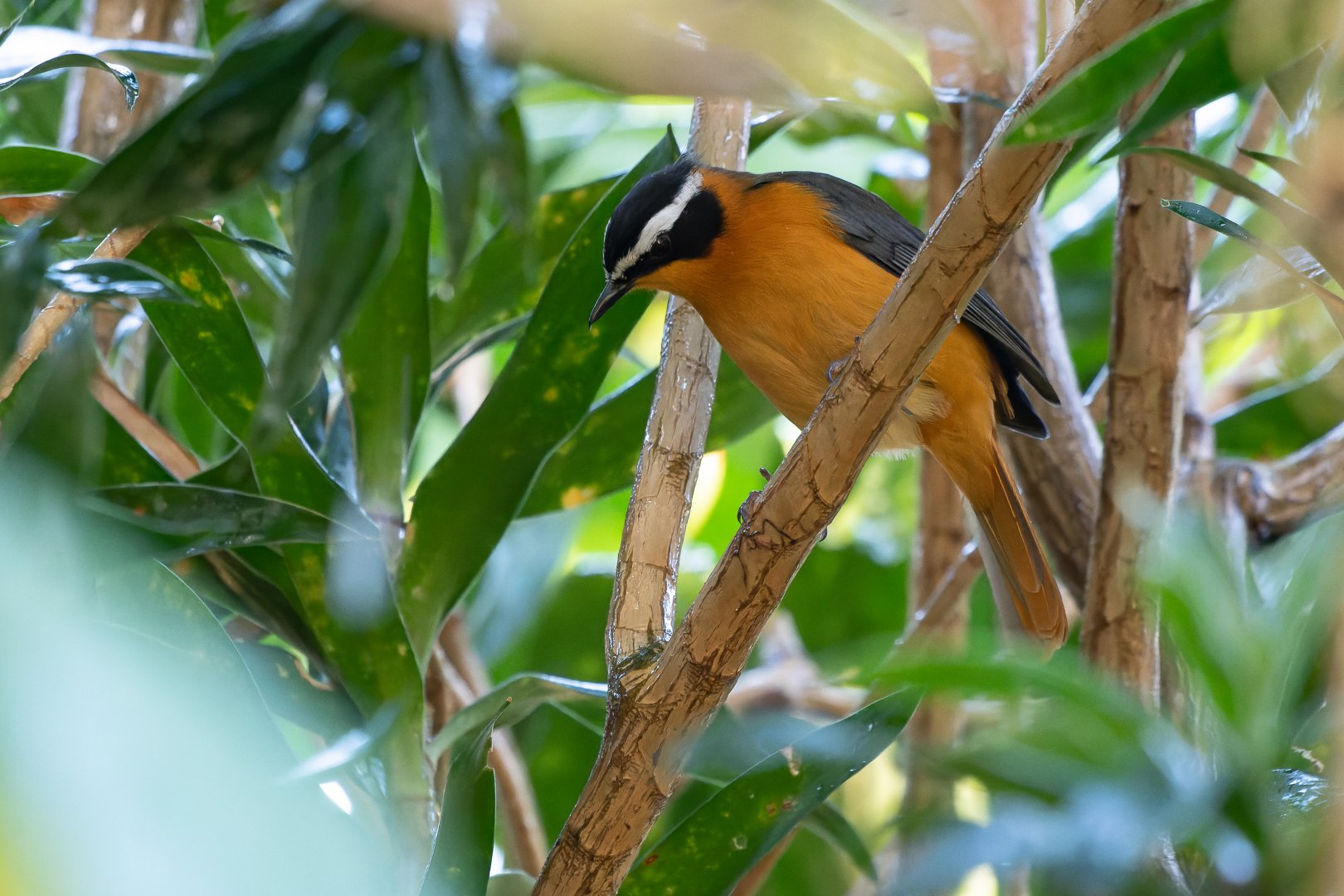 White-browed robin-chat (Cossypha heuglini)