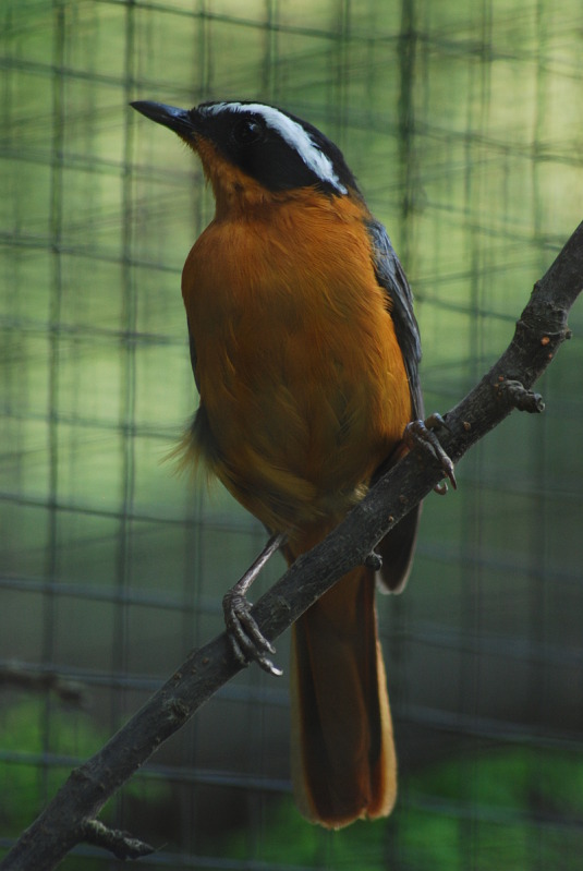 White-browed robin-chat