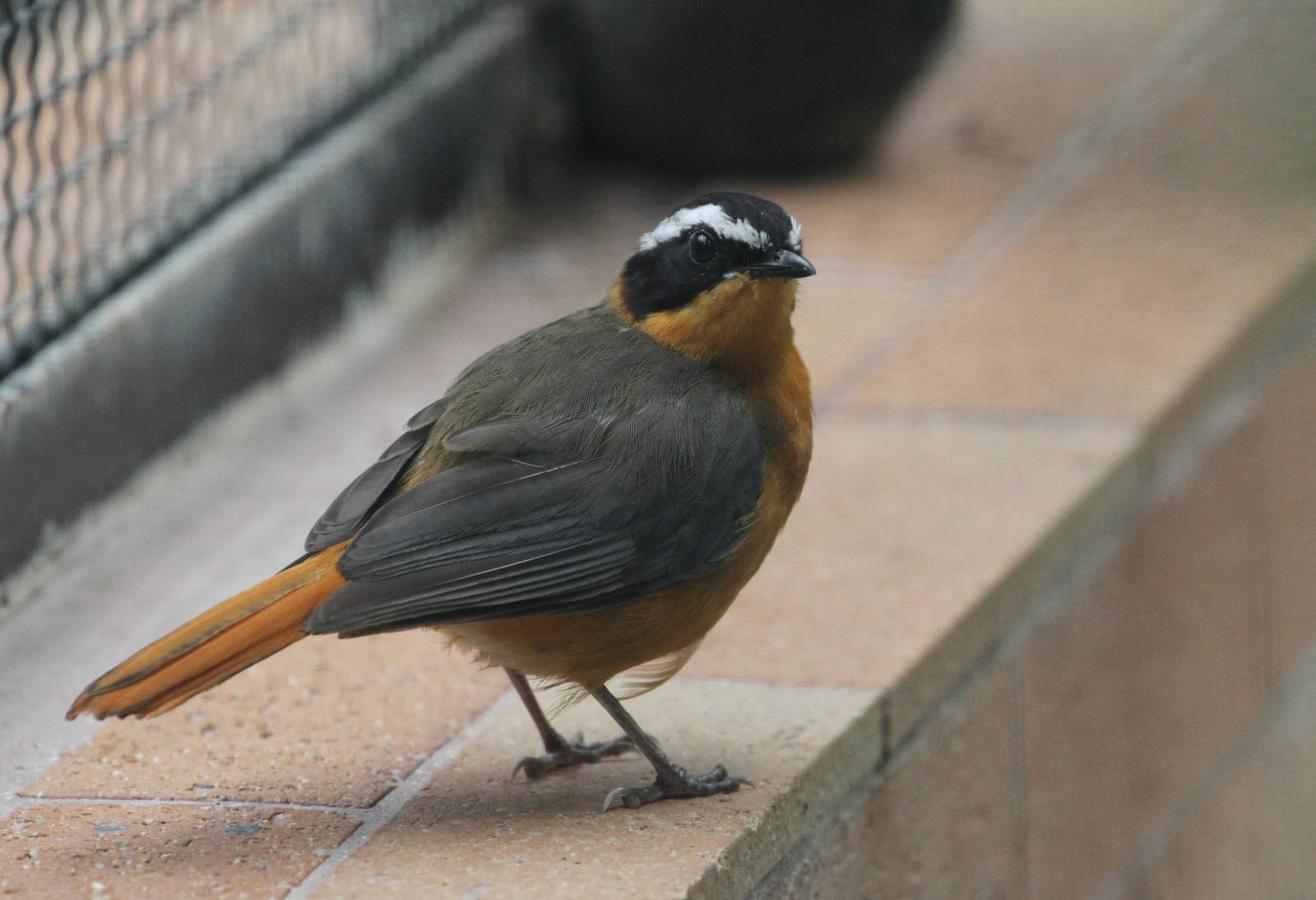 White-browed Robin Chat