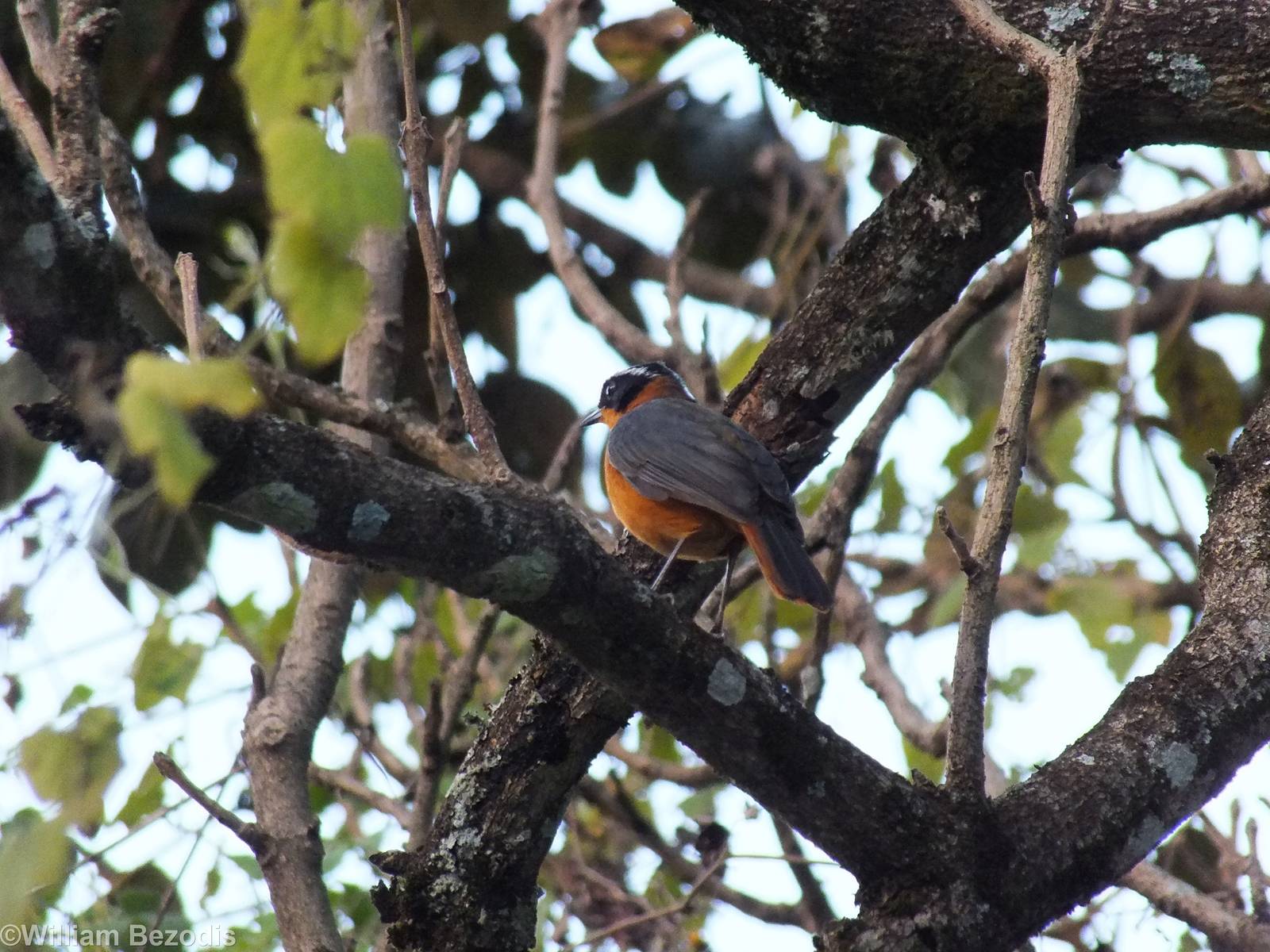 White-browed Robin-chat