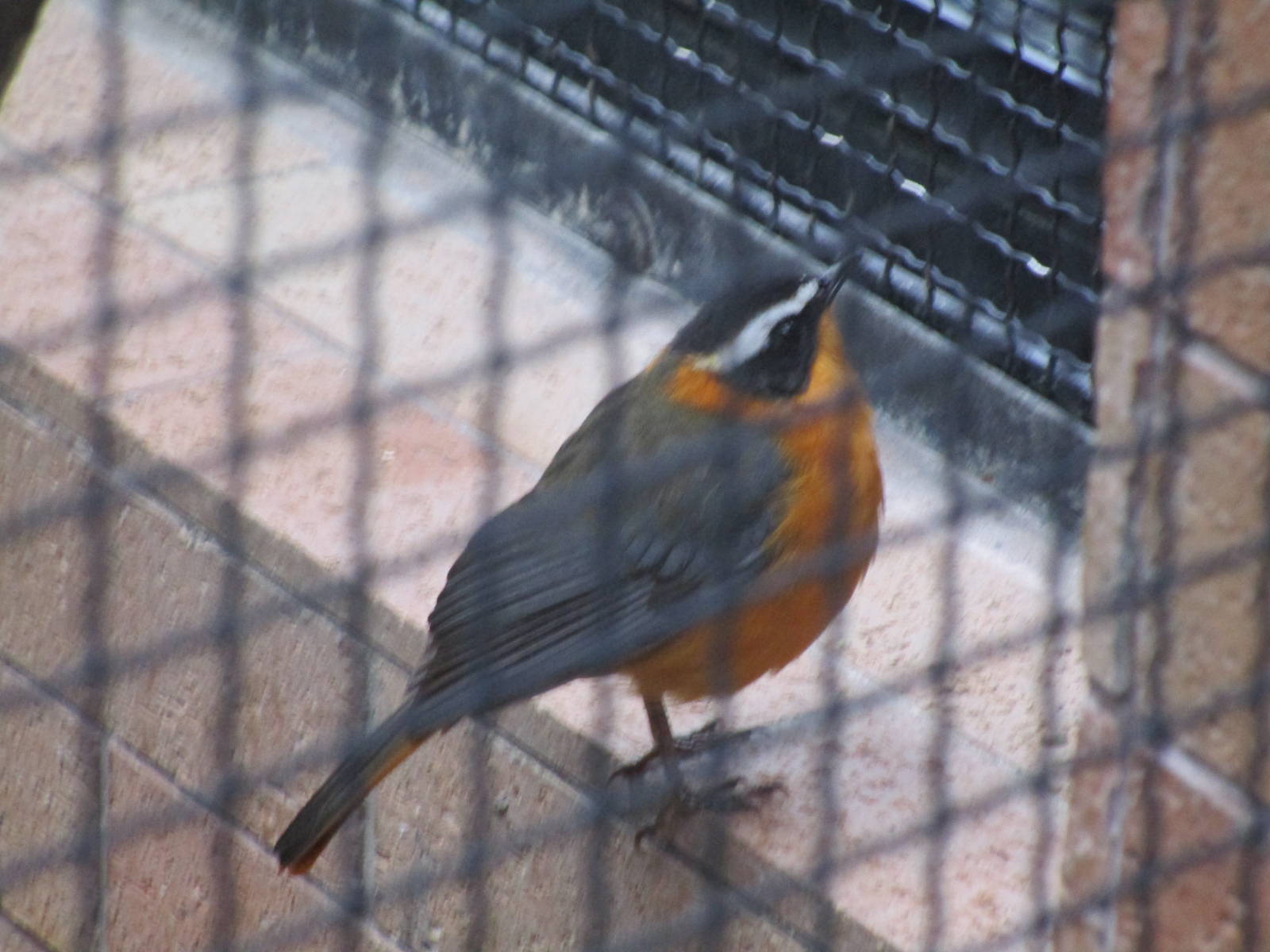 White Browed Robin Chat
