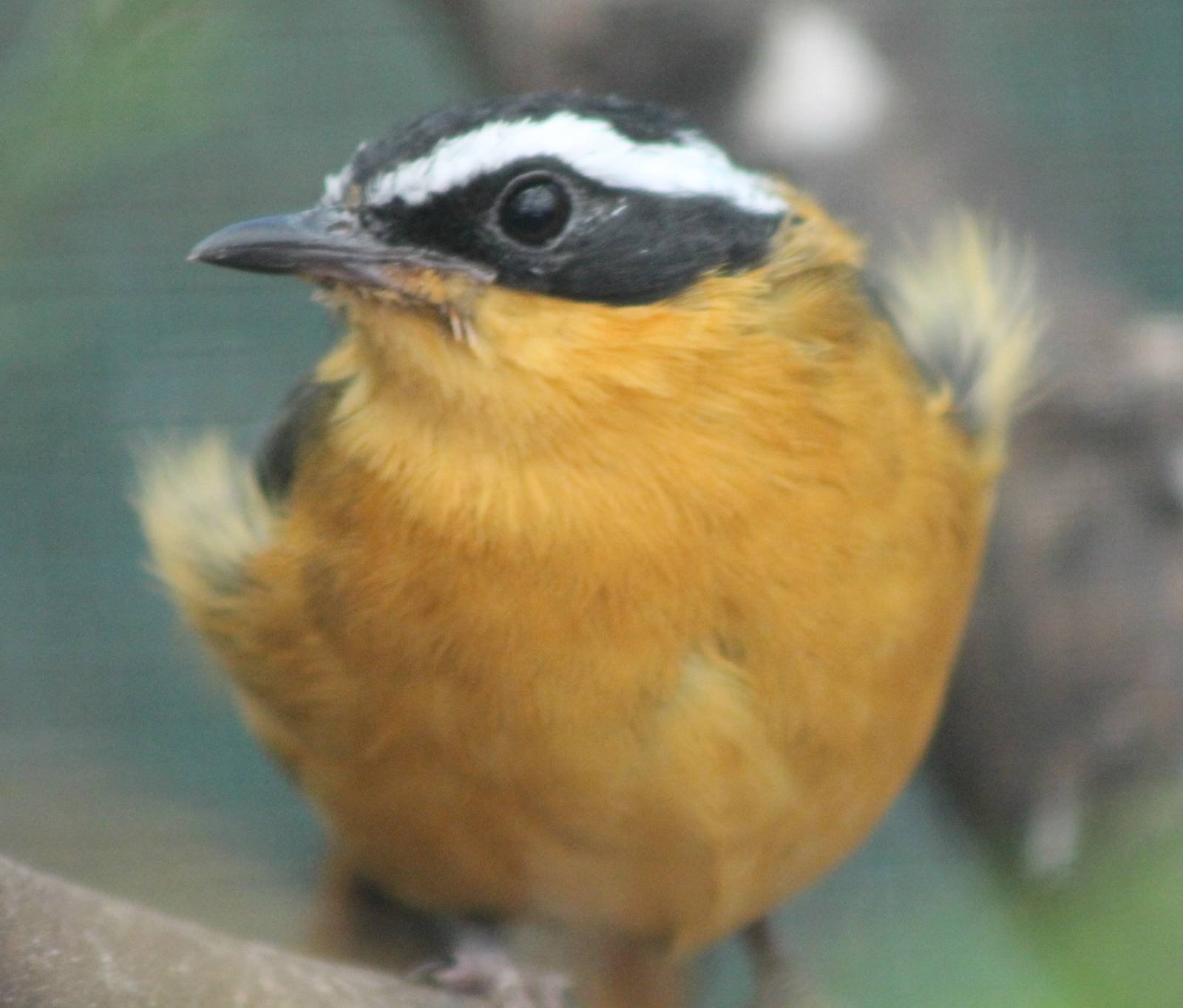 White-browed robin chat