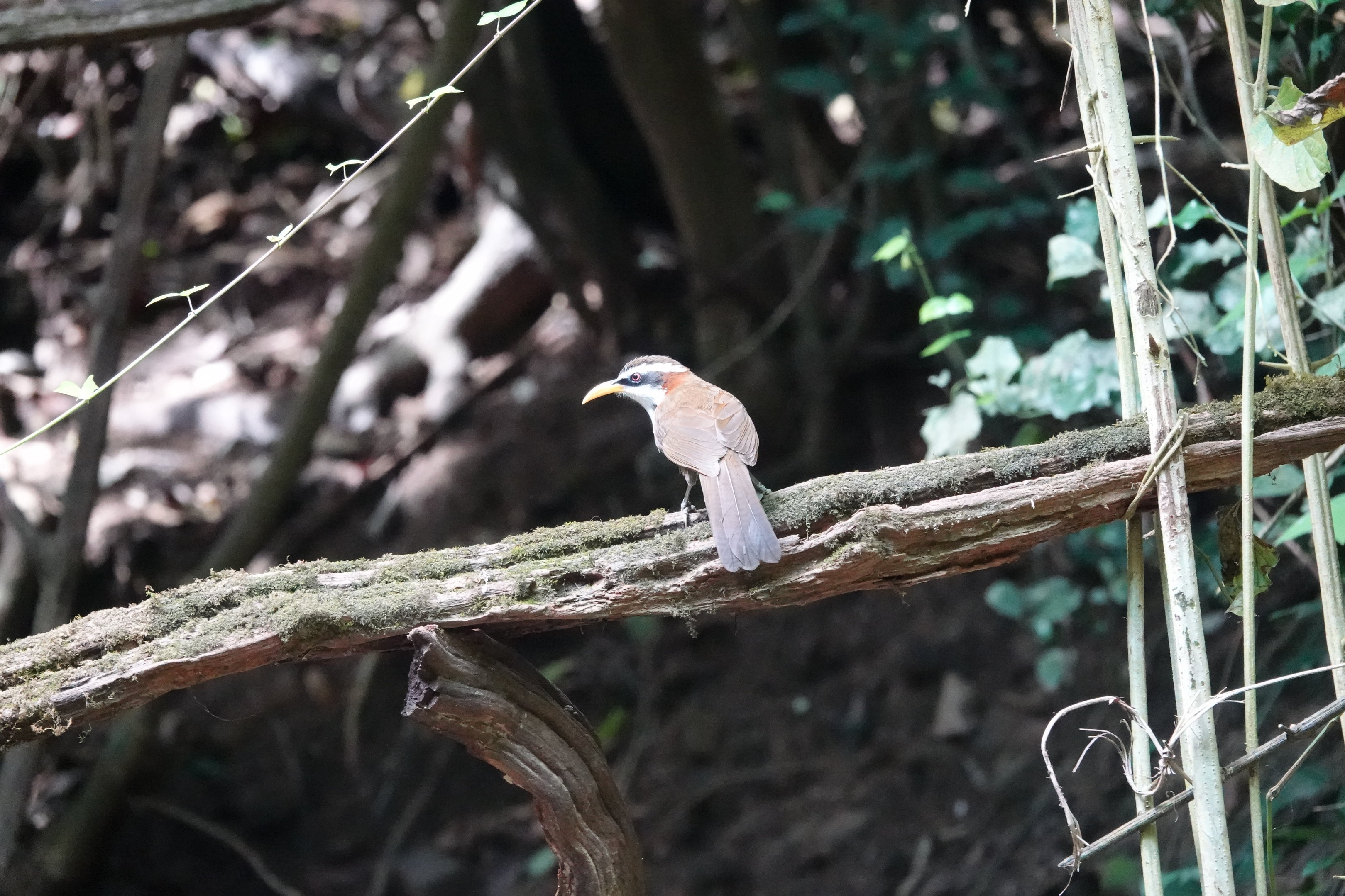 White-browed Scimitar-Babbler