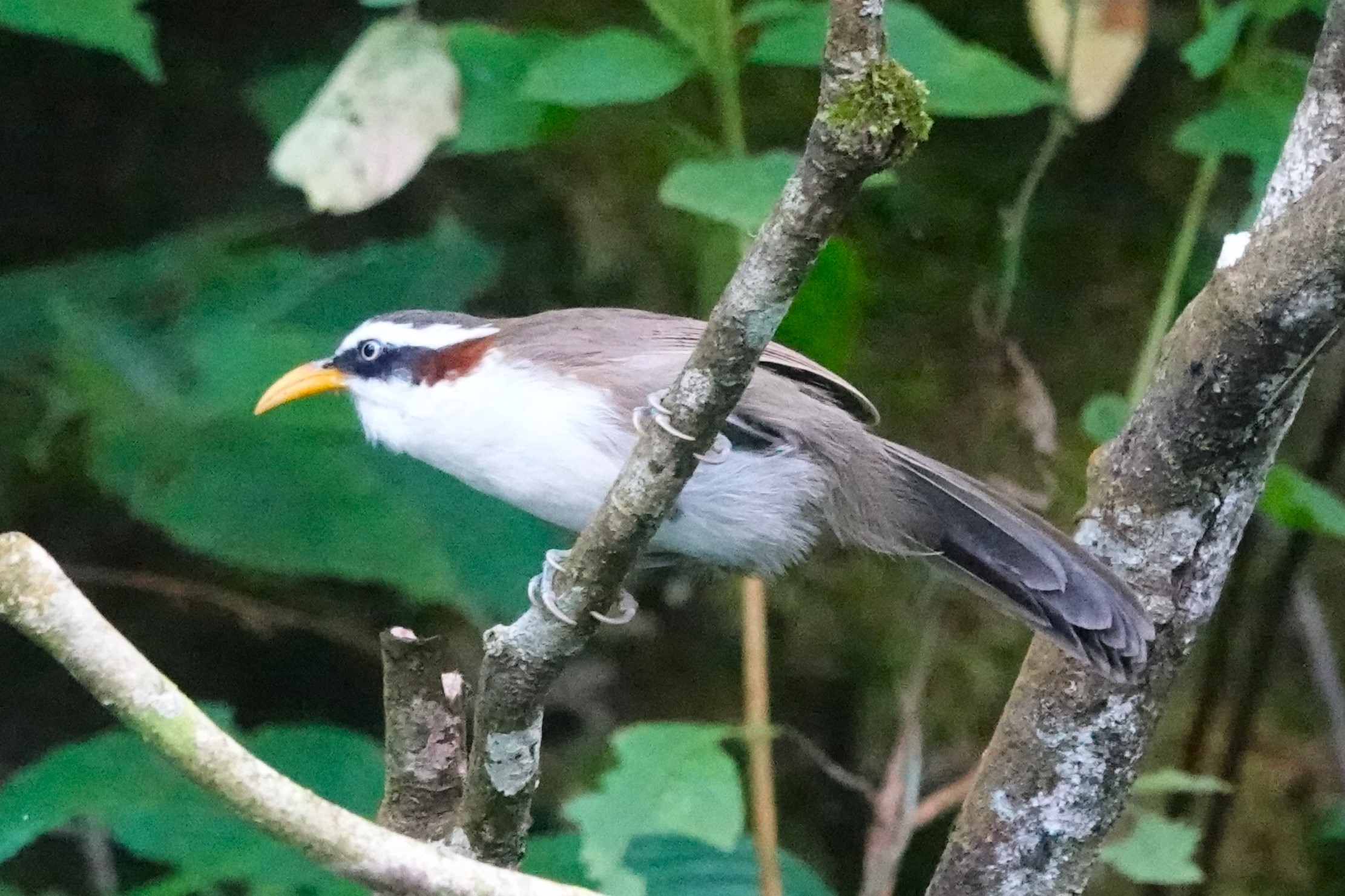 White-browed Scimitar-Babbler