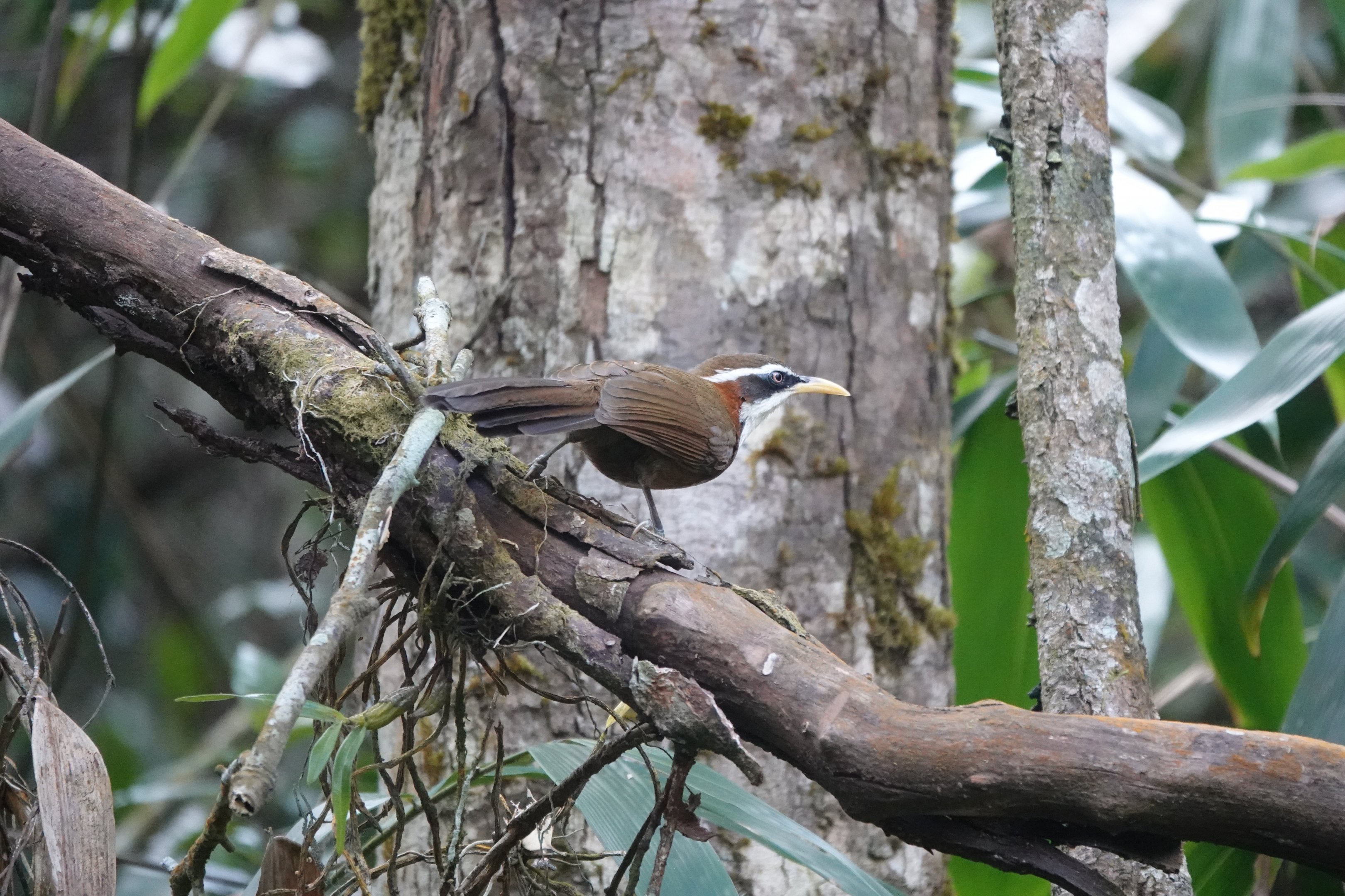 White-browed Scimitar-Babbler